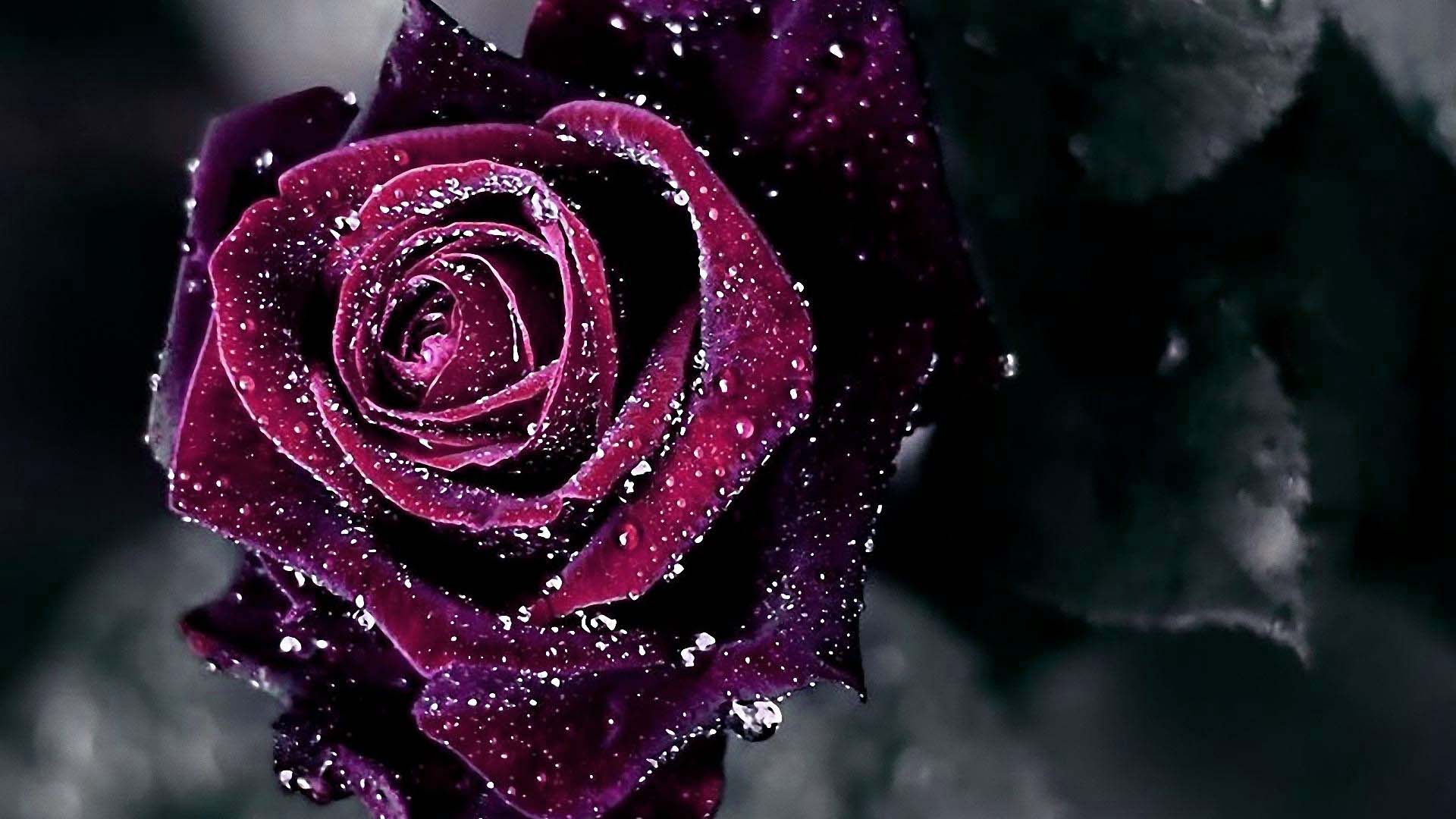 1920x1080 Purple Rose HD Wallpaper