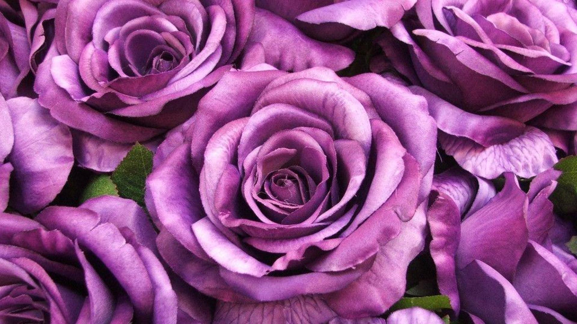 1920x1080 Purple Roses Wallpaper (1920x1080)