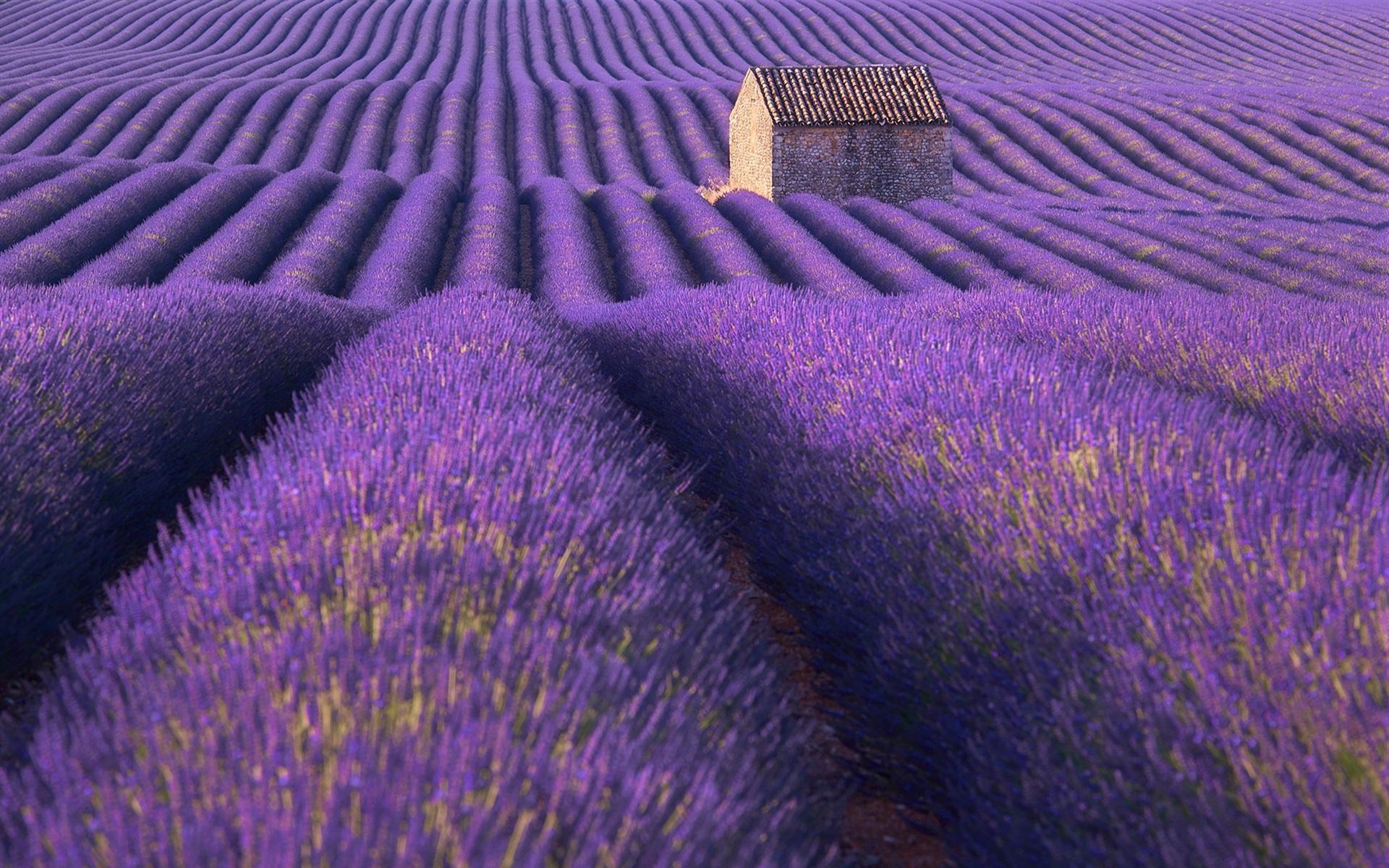 1920x1200 Wallpaper Lavender field, purple, house, summer 1920x1200 HD