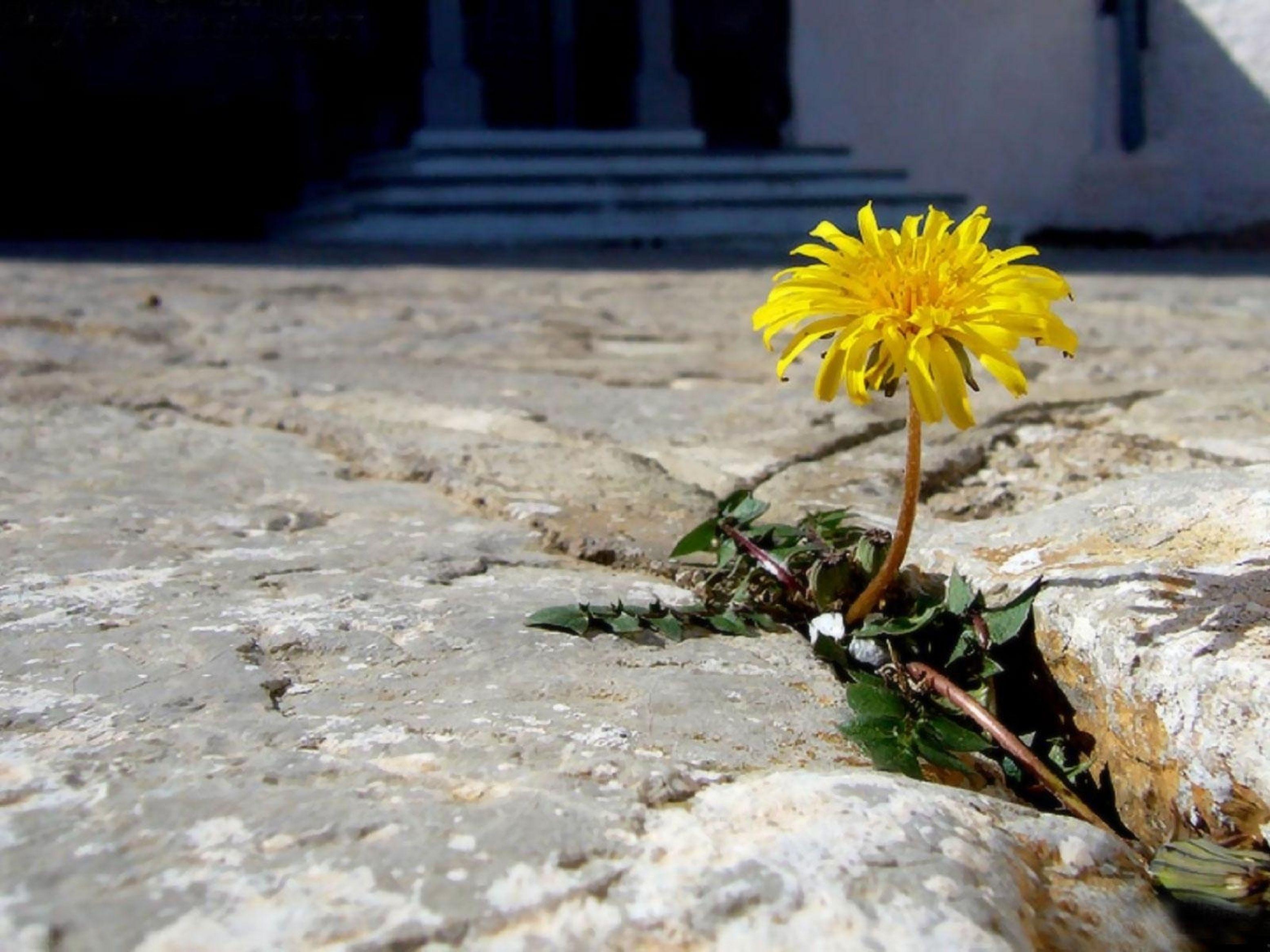 3111x2333 Dandelion, Flower, Asphalt, Crack, Shadow, background, free