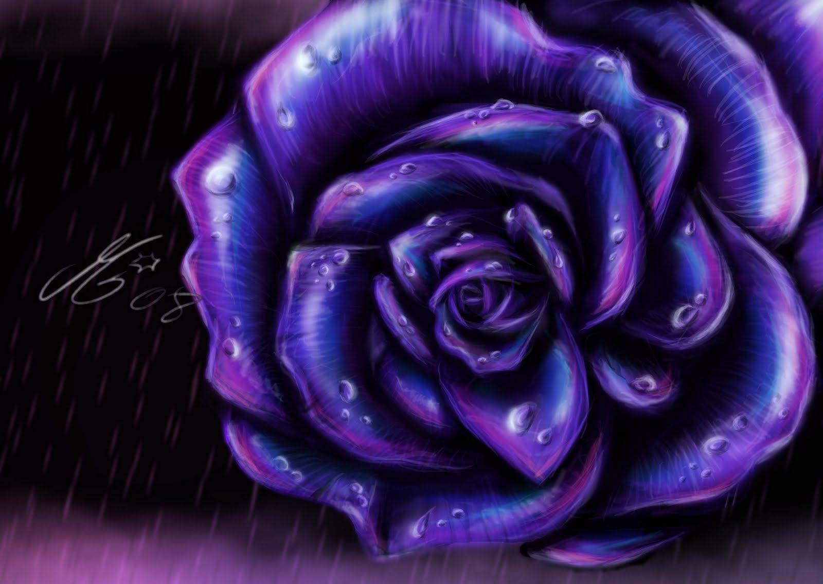 1600x1135 Free Image Fun: Purple Rose Wallpaper