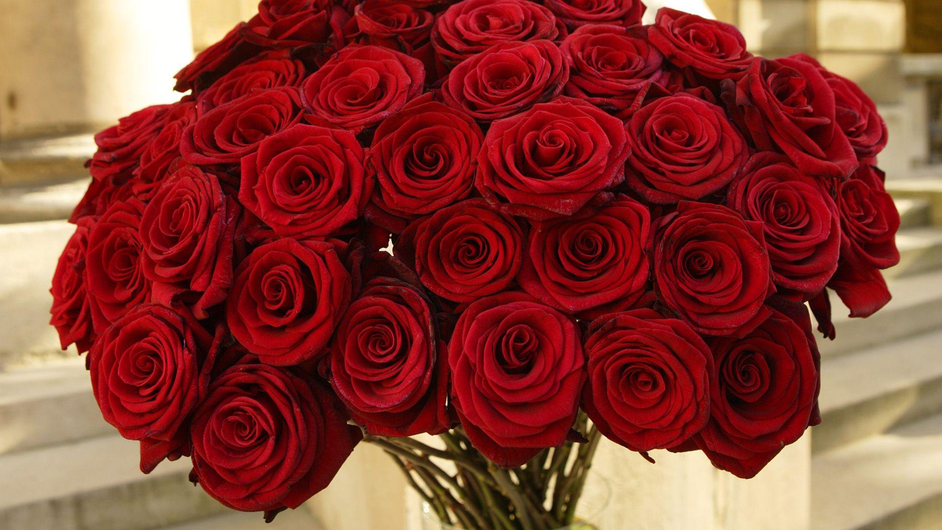 Red Roses HD Wallpapers - Top Free Red Roses HD Backgrounds ...