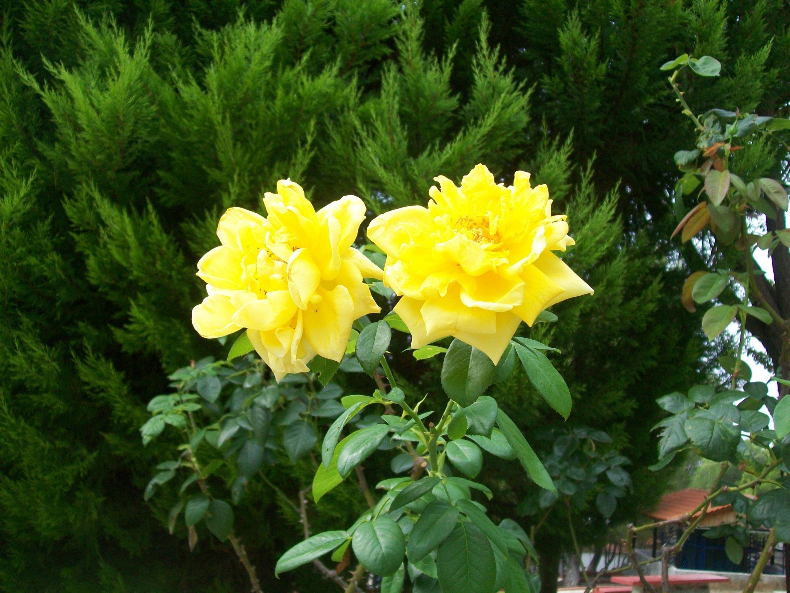 2560x1920 Yellow Roses Image HD