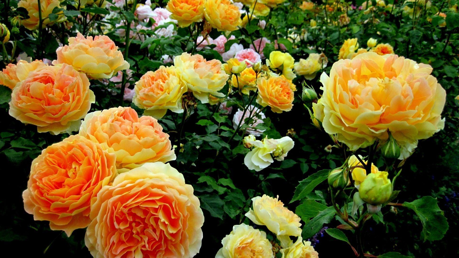 1920x1080 Beautiful, yellow, roses, wallpaper