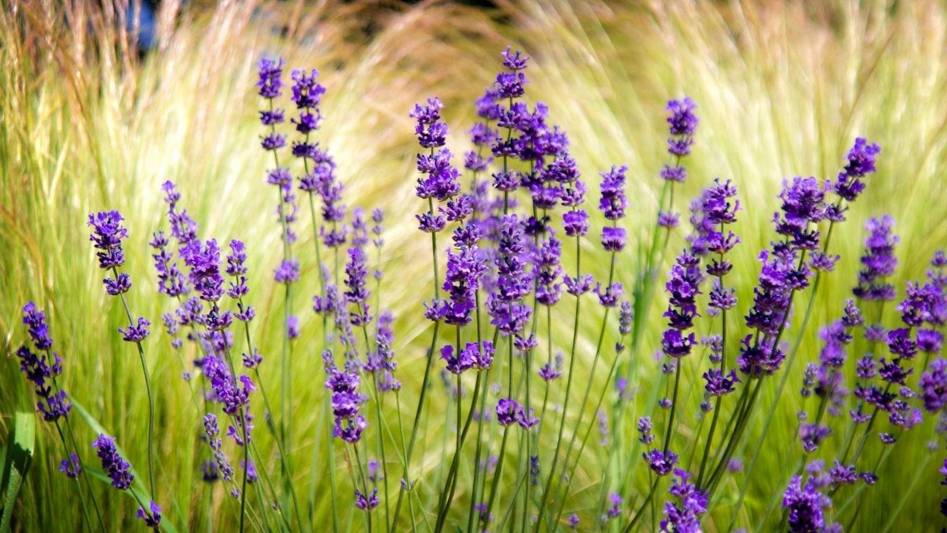 1920x1080 Lavender Fields. mob ultra. background v.1.9 jpeg