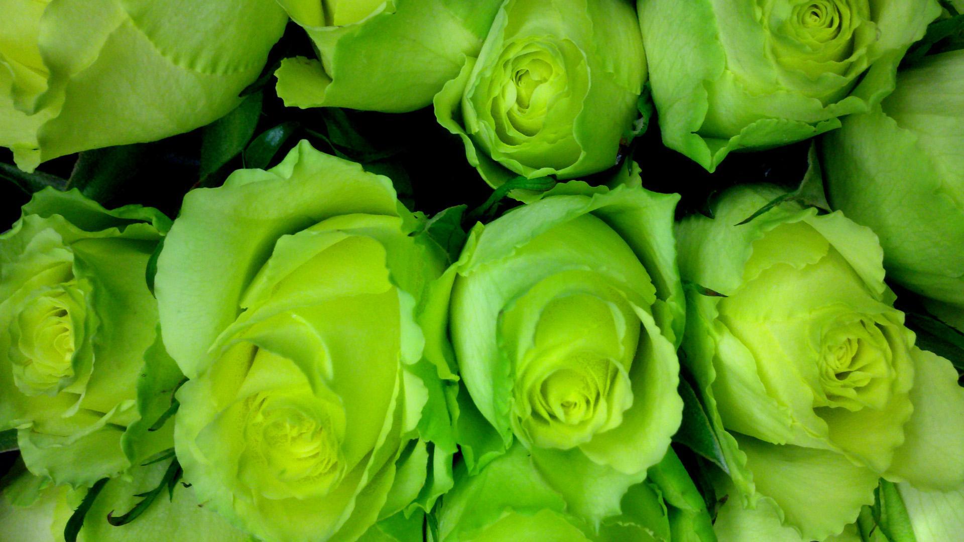 1920x1080 Red Allah Wallpaper Amazing Green Rose, Picture