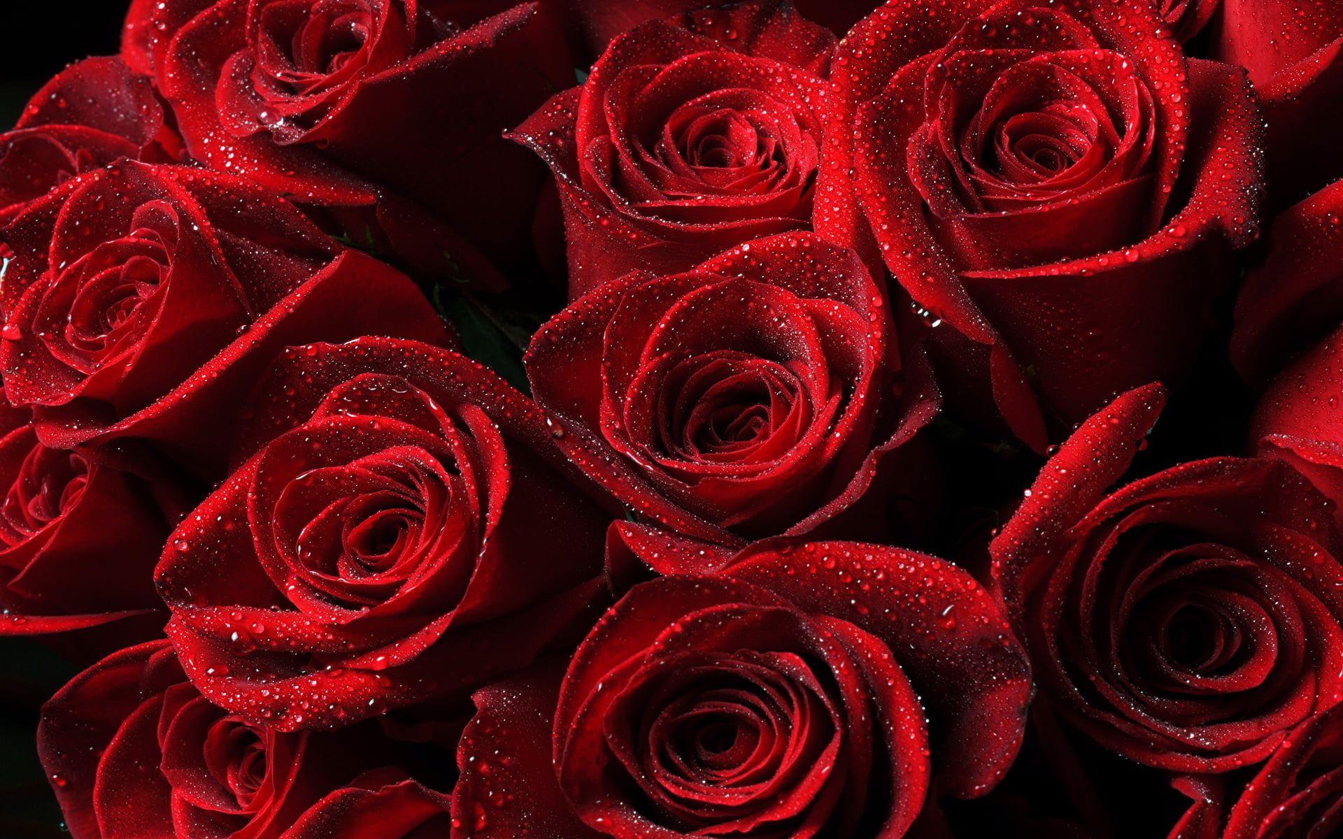 1920x1200 Water drop on red roses HD wallpaper