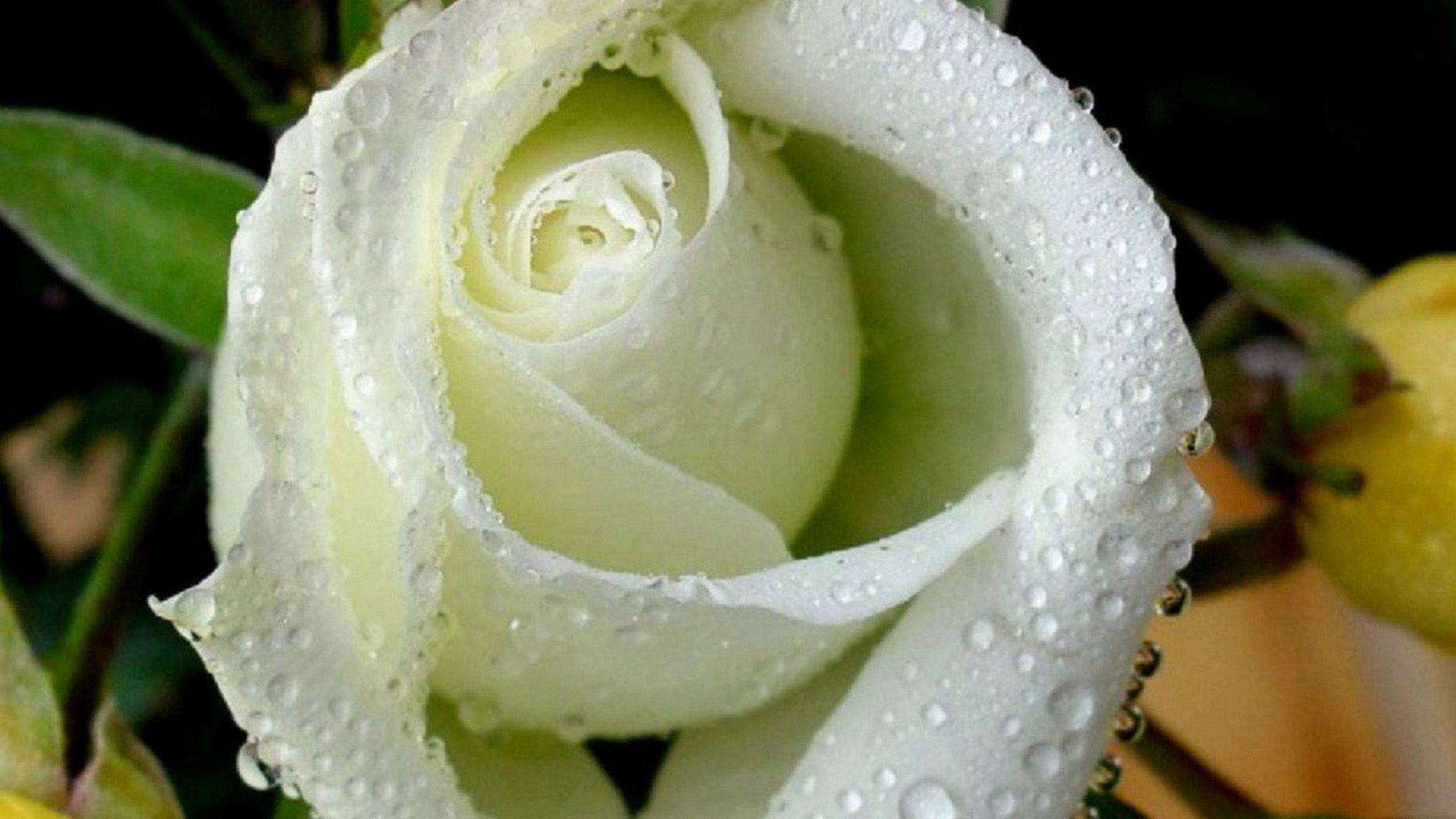 1920x1080 White With Green Rose