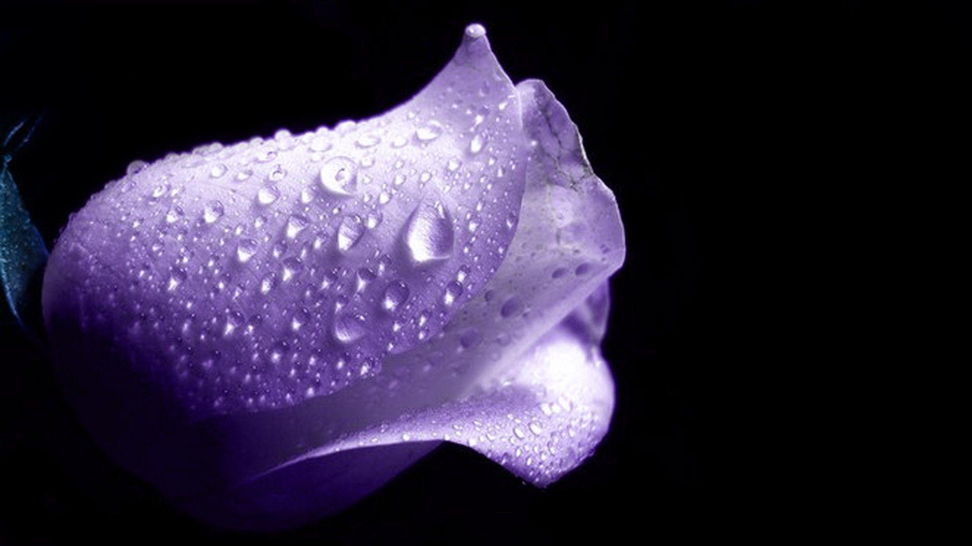 1920x1080 Wet Purple Rose Wallpaper Drop In Purple Rose, HD