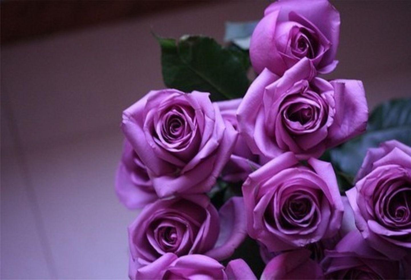 1441x982 Purple roses. T:3827642899