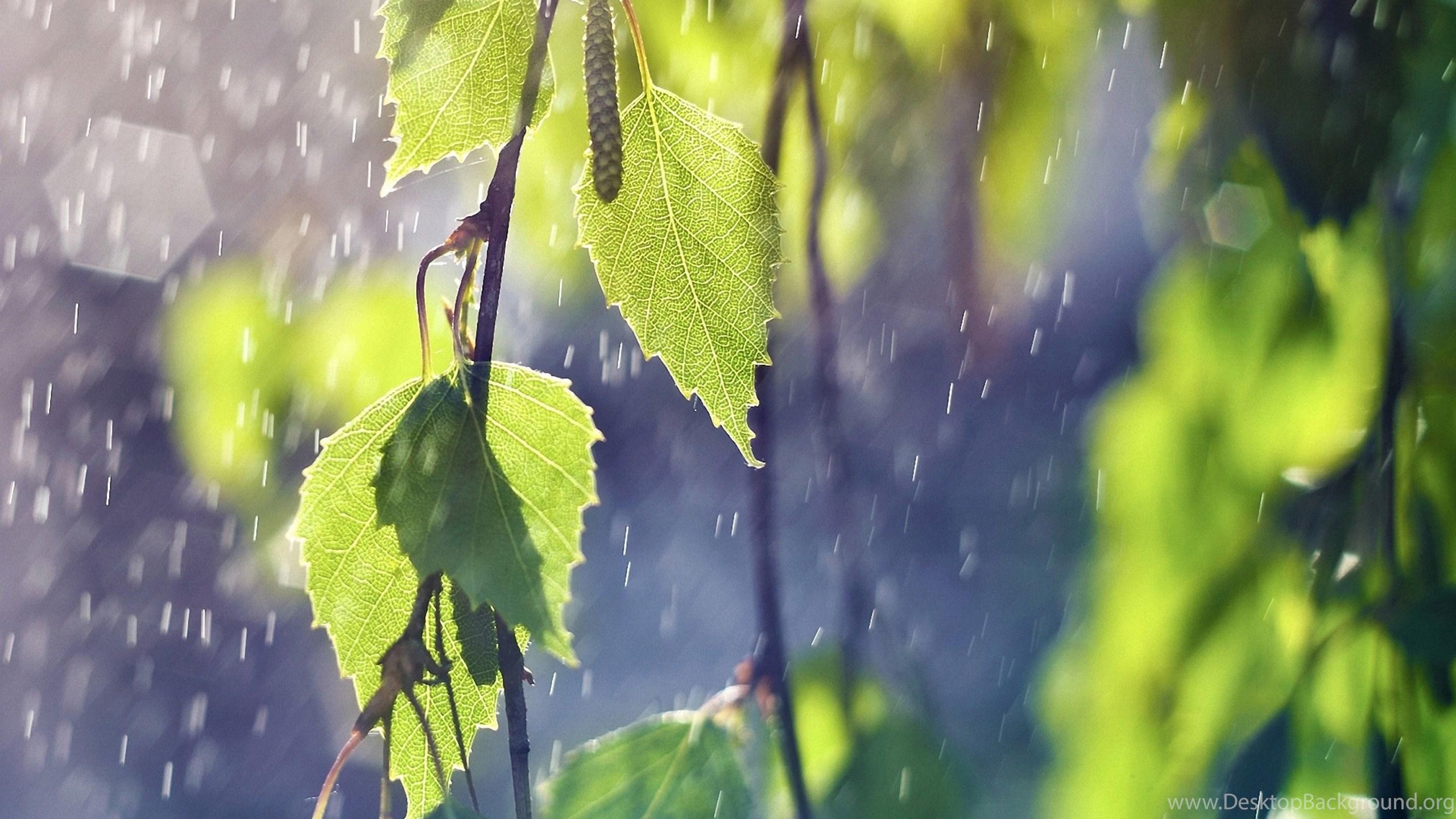 Summer Rain Wallpapers - Top Free Summer Rain Backgrounds - WallpaperAccess