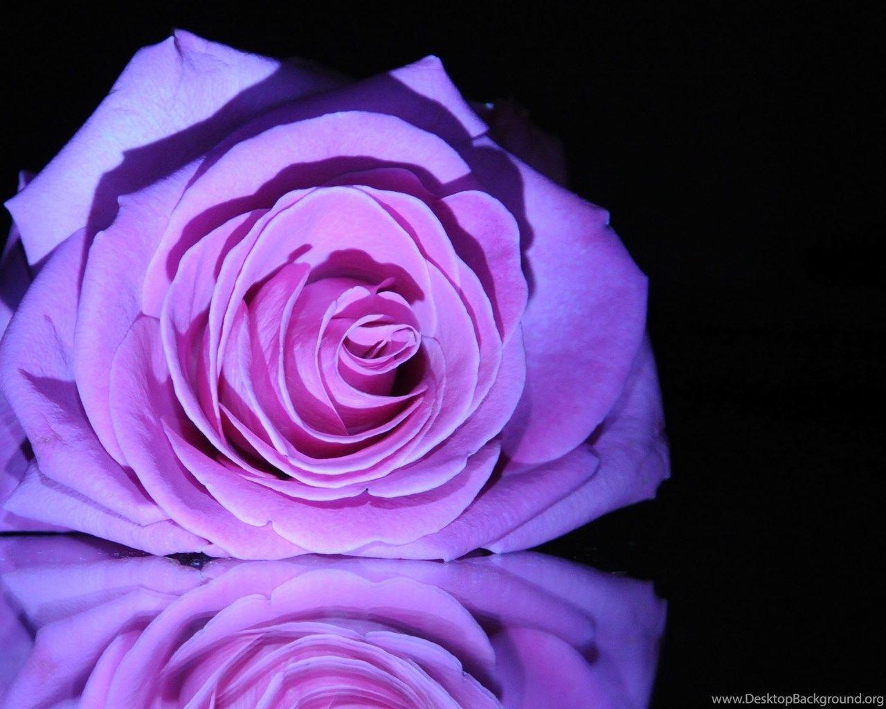 1280x1024 Purple Rose Flower Wallpaper 2560x1600 667 1529901 Desktop Background