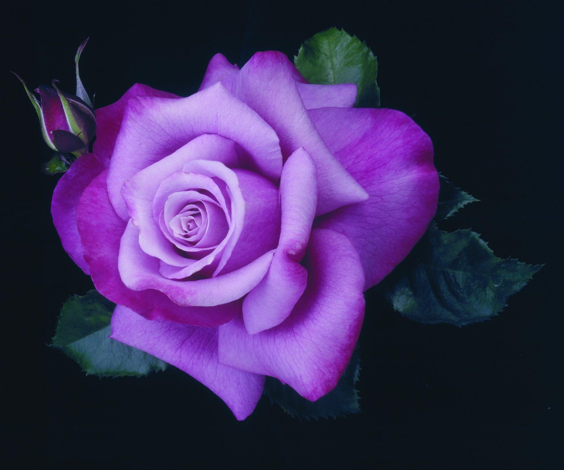 1828x1525 Purple Rose, HD Wallpaper & background Download