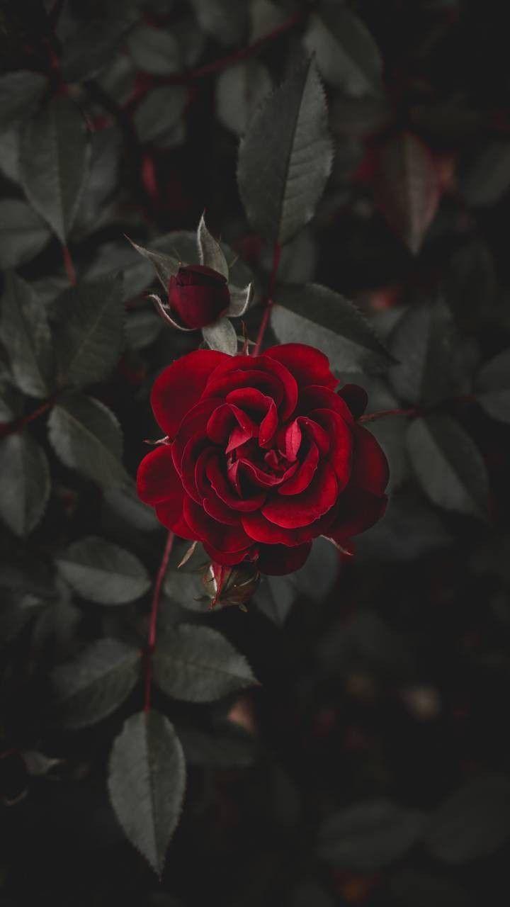 Dark Red Roses Wallpapers - Top Free Dark Red Roses Backgrounds -  WallpaperAccess