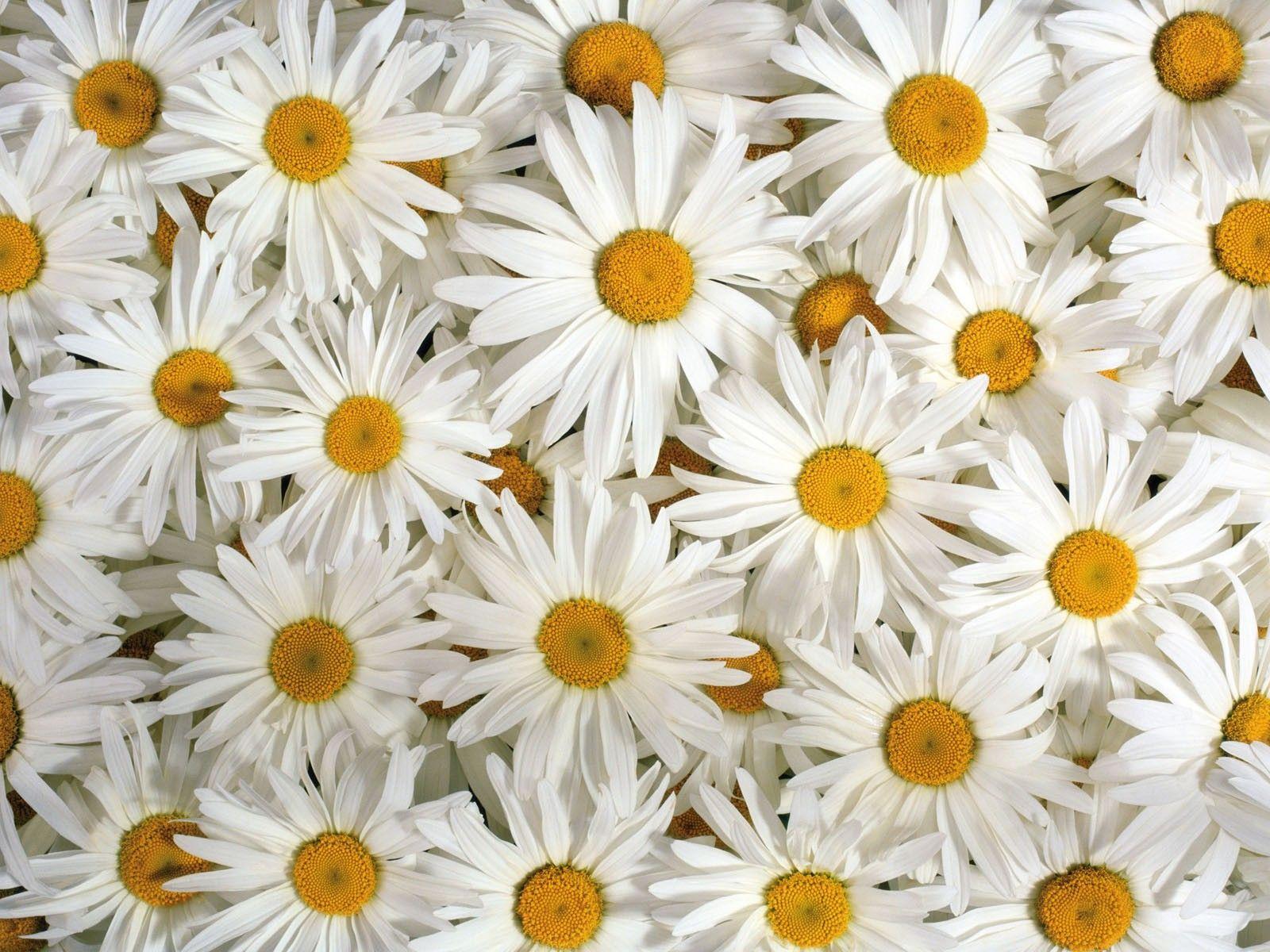 Cute Daisy Wallpapers - Top Free Cute Daisy Backgrounds - WallpaperAccess