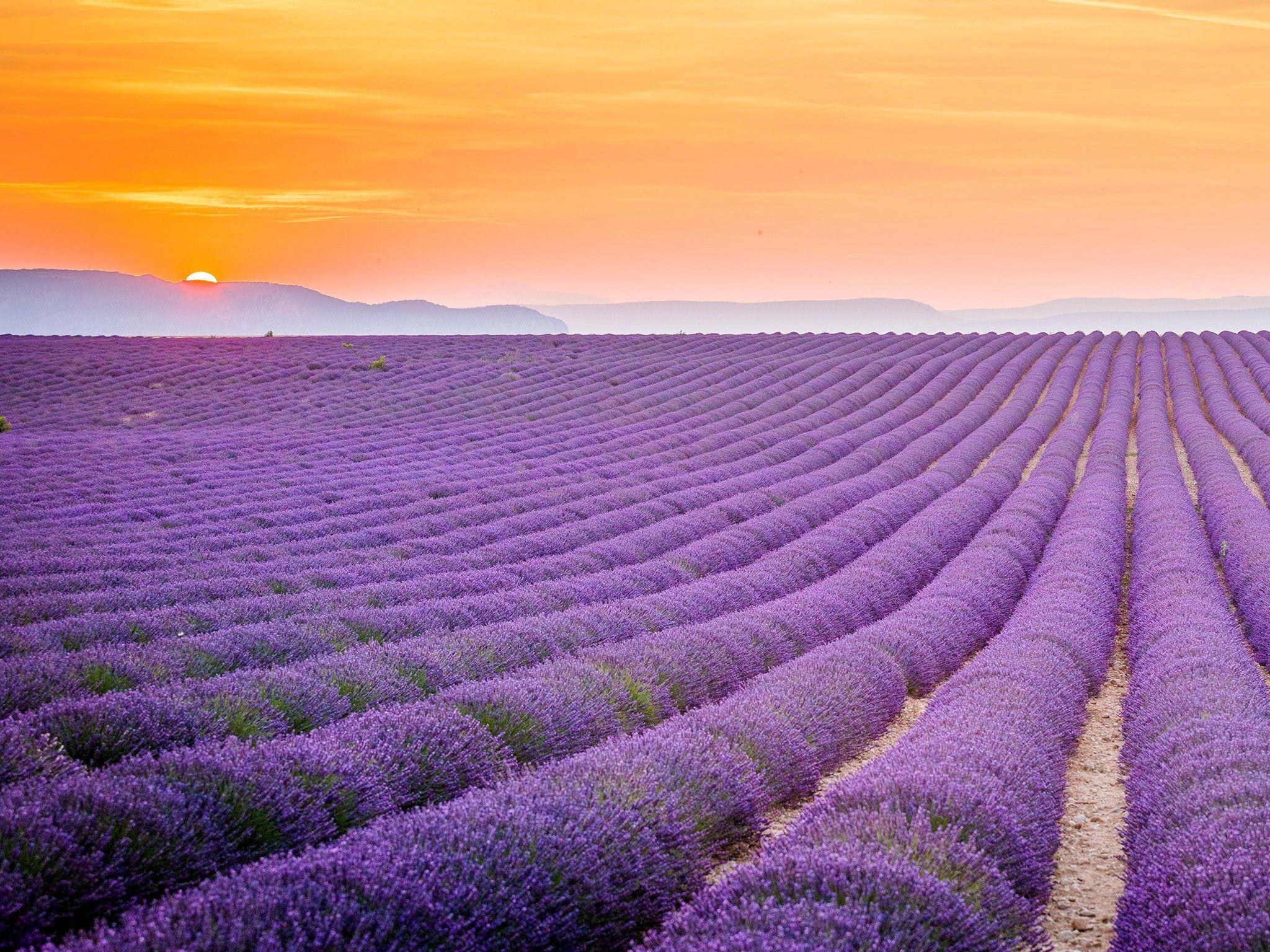 2048x1536 Lavender field, Provence, France HD Wallpaper. Background Image