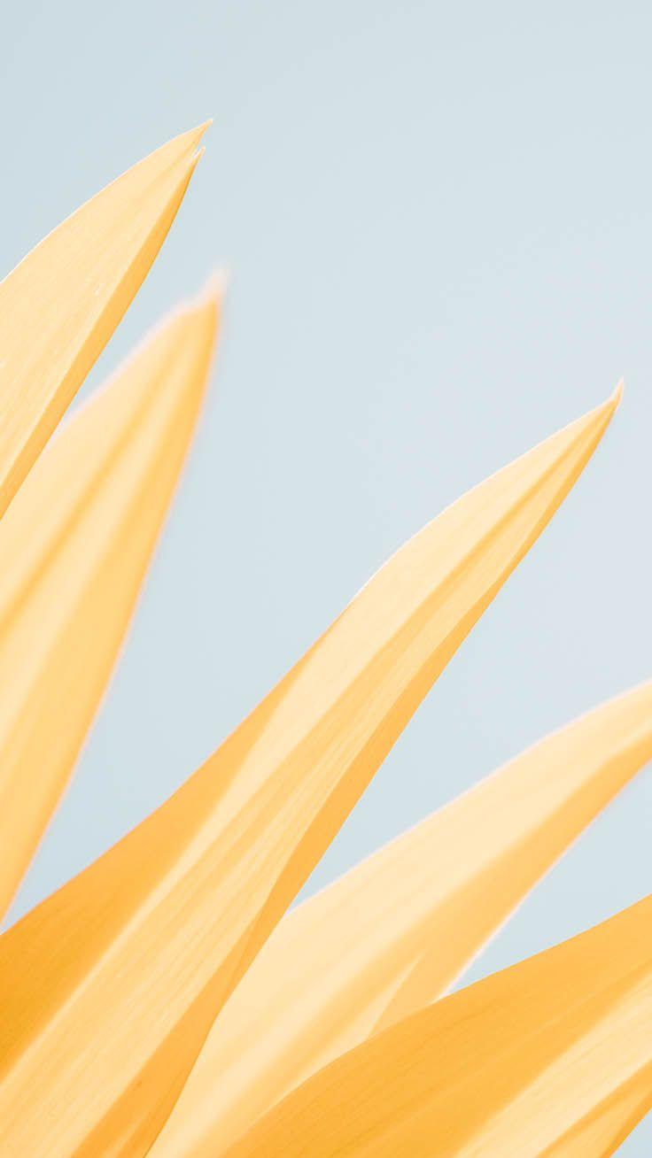 736x1308 iPhone wallpaper : 12 Super Pretty Sunflower iPhone Wallpaper