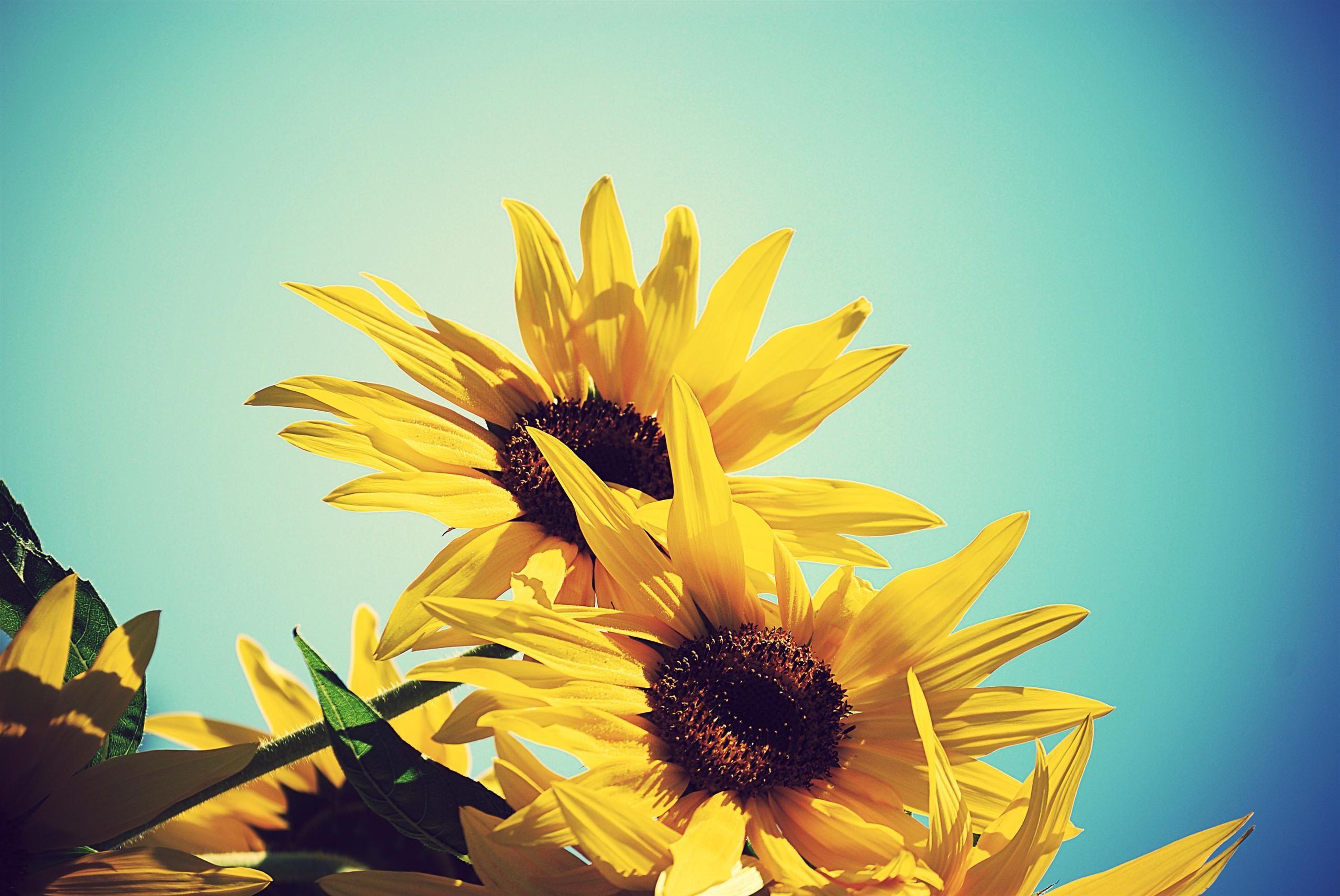 Cute Sunflower Wallpapers Top Free Cute Sunflower Backgrounds Wallpaperaccess 6000