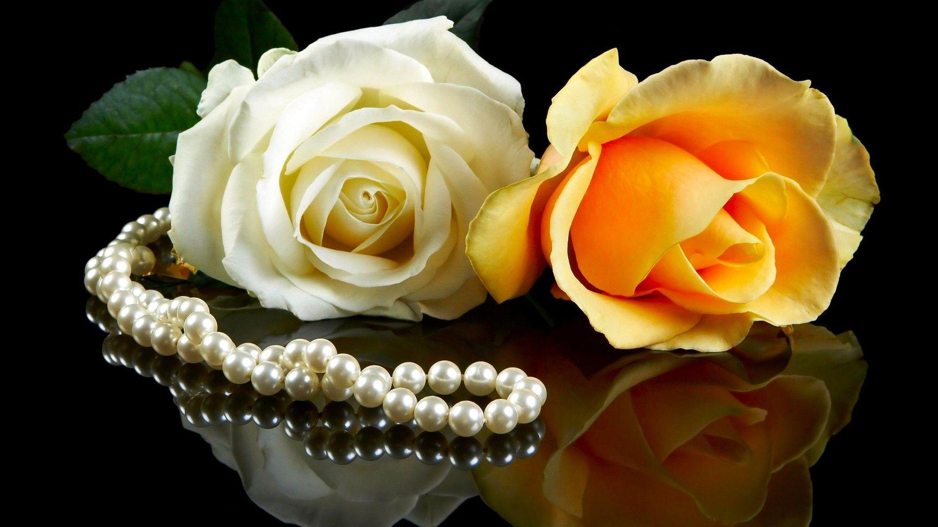 1920x1080 White and Yellow Rose Wallpaper