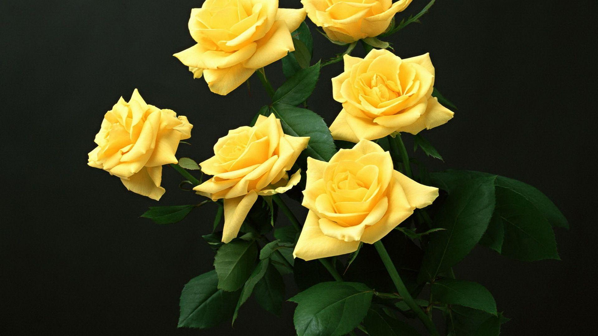 1920x1080 Yellow Roses Wallpaper 29674 1920x1080px