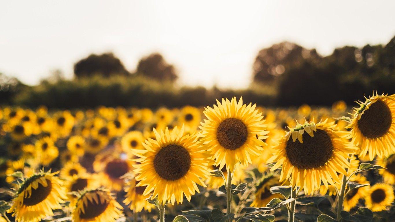 Cute Sunflower Wallpapers Top Free Cute Sunflower Backgrounds