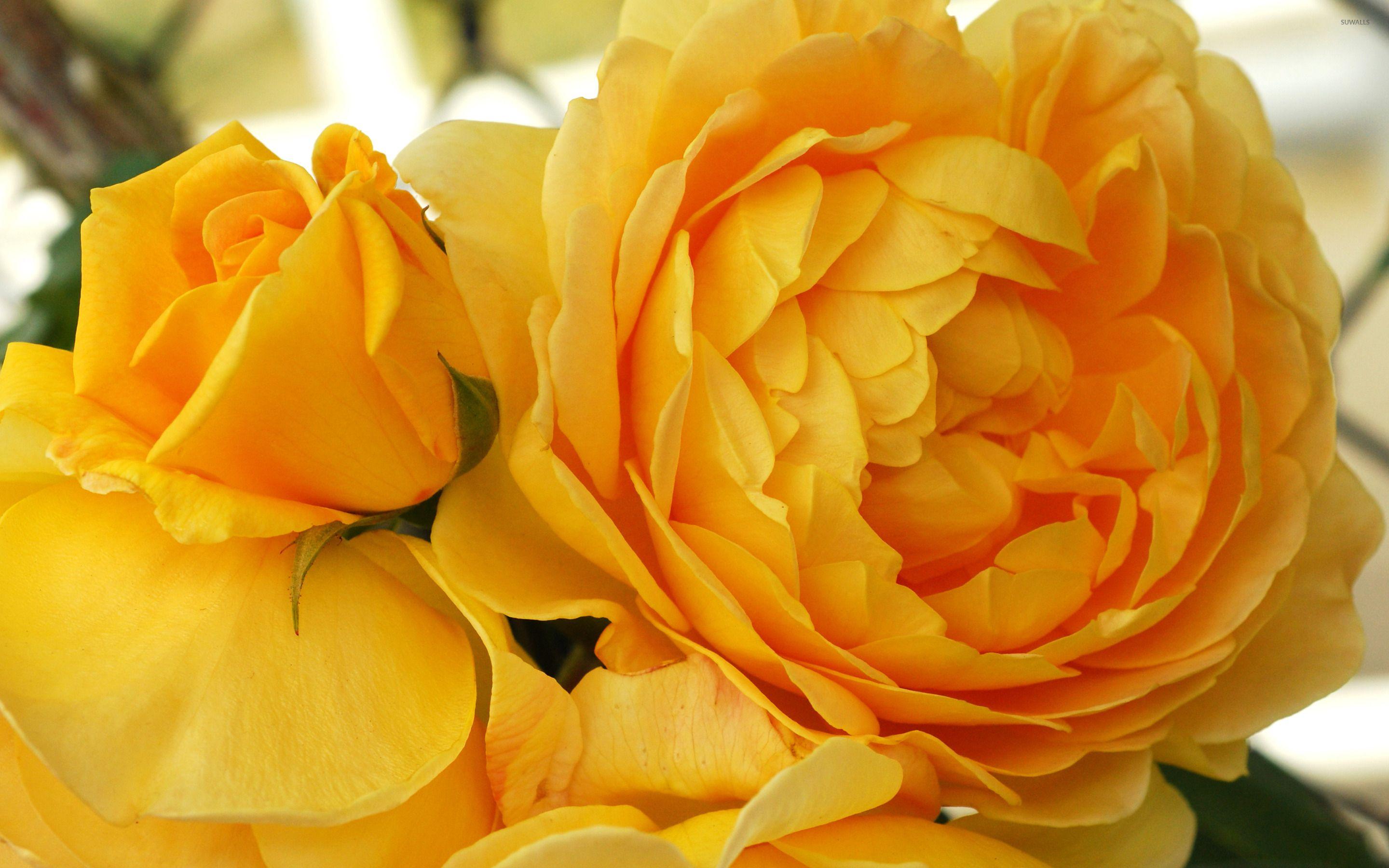2880x1800 Yellow roses wallpaper wallpaper