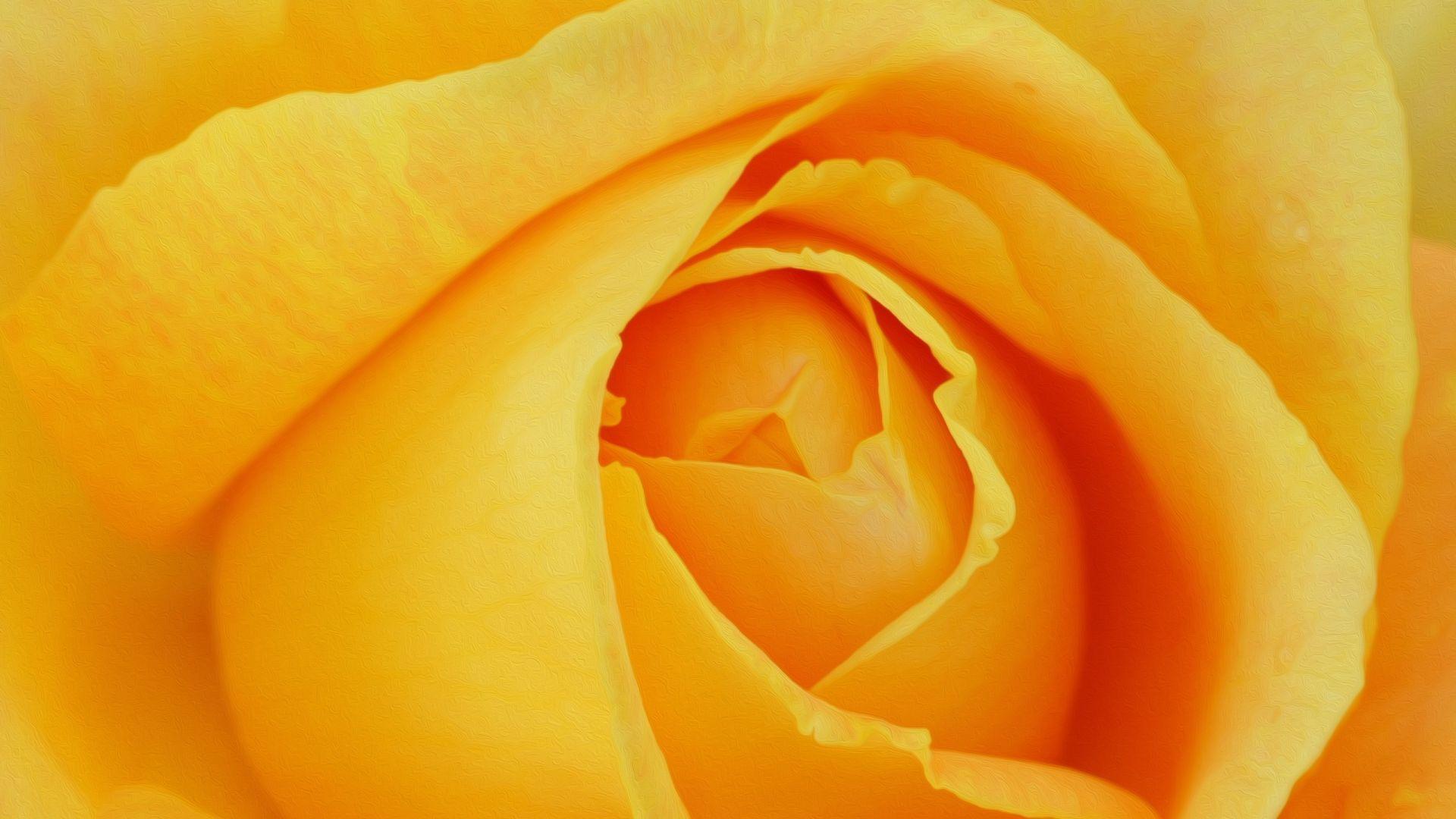 Yellow Roses Wallpapers Top Free Yellow Roses Backgrounds