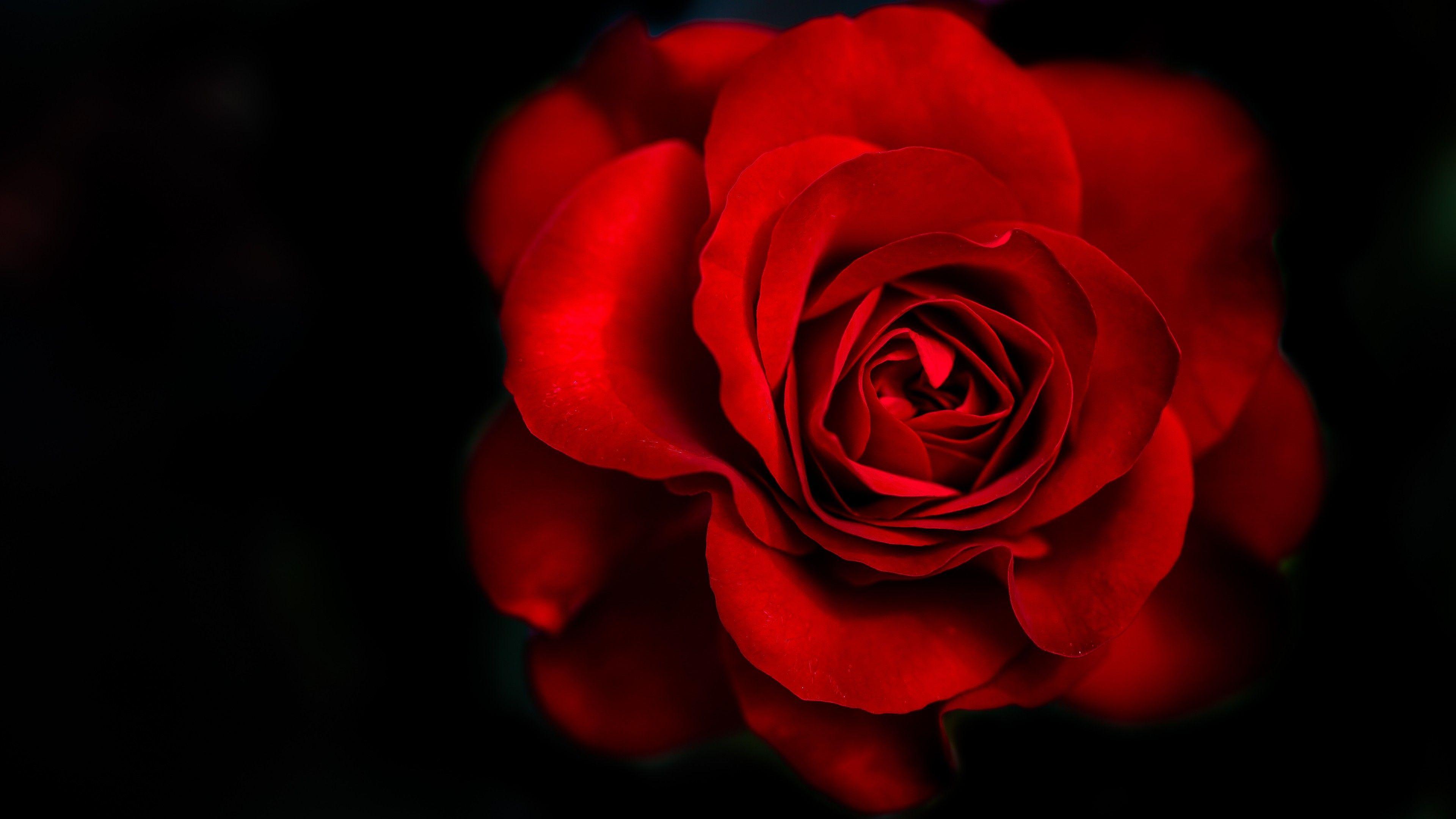 3840x2160 Red Roses on Black Background