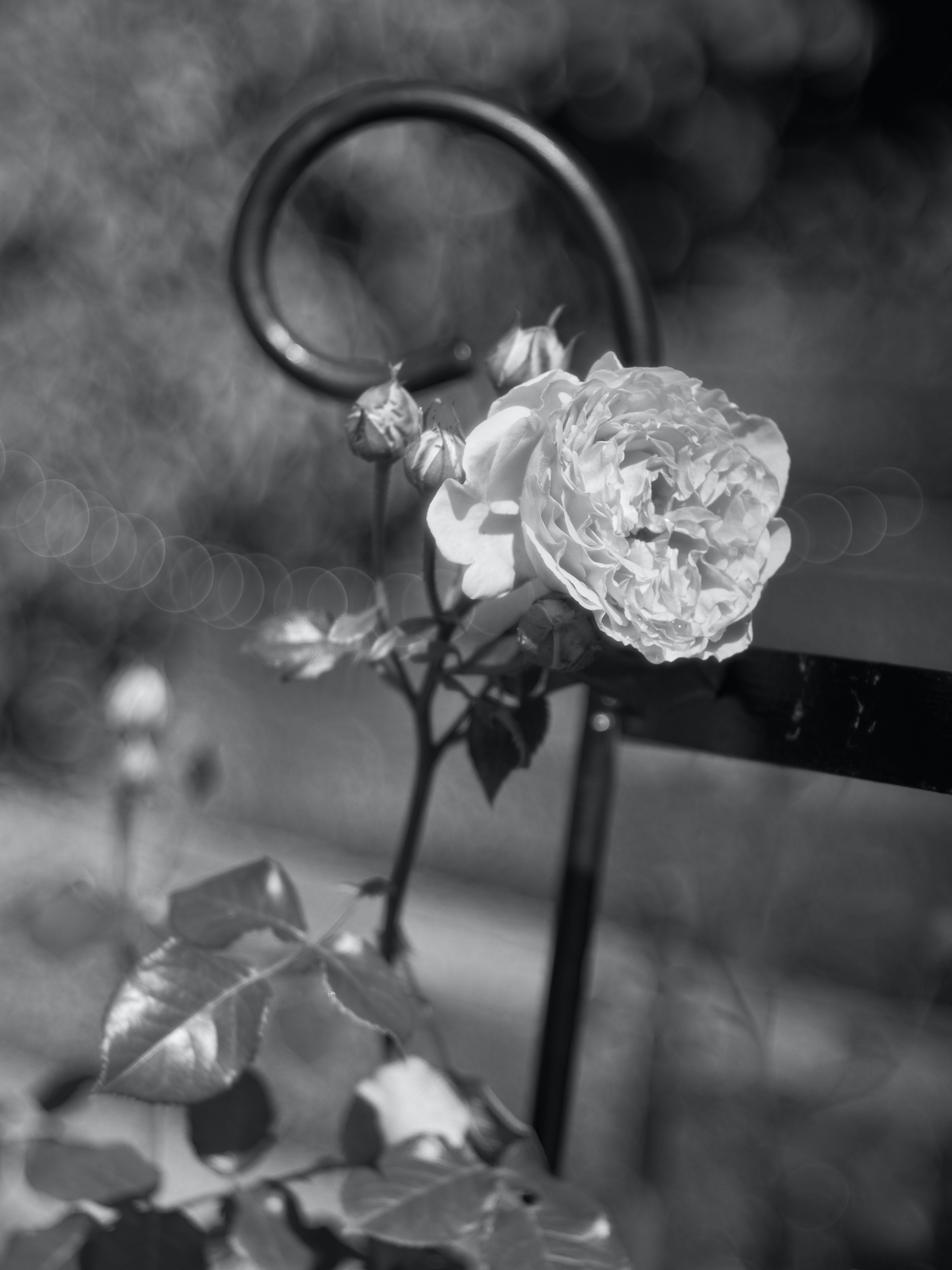 5304x7072 Black Rose Picture. Download Free Image