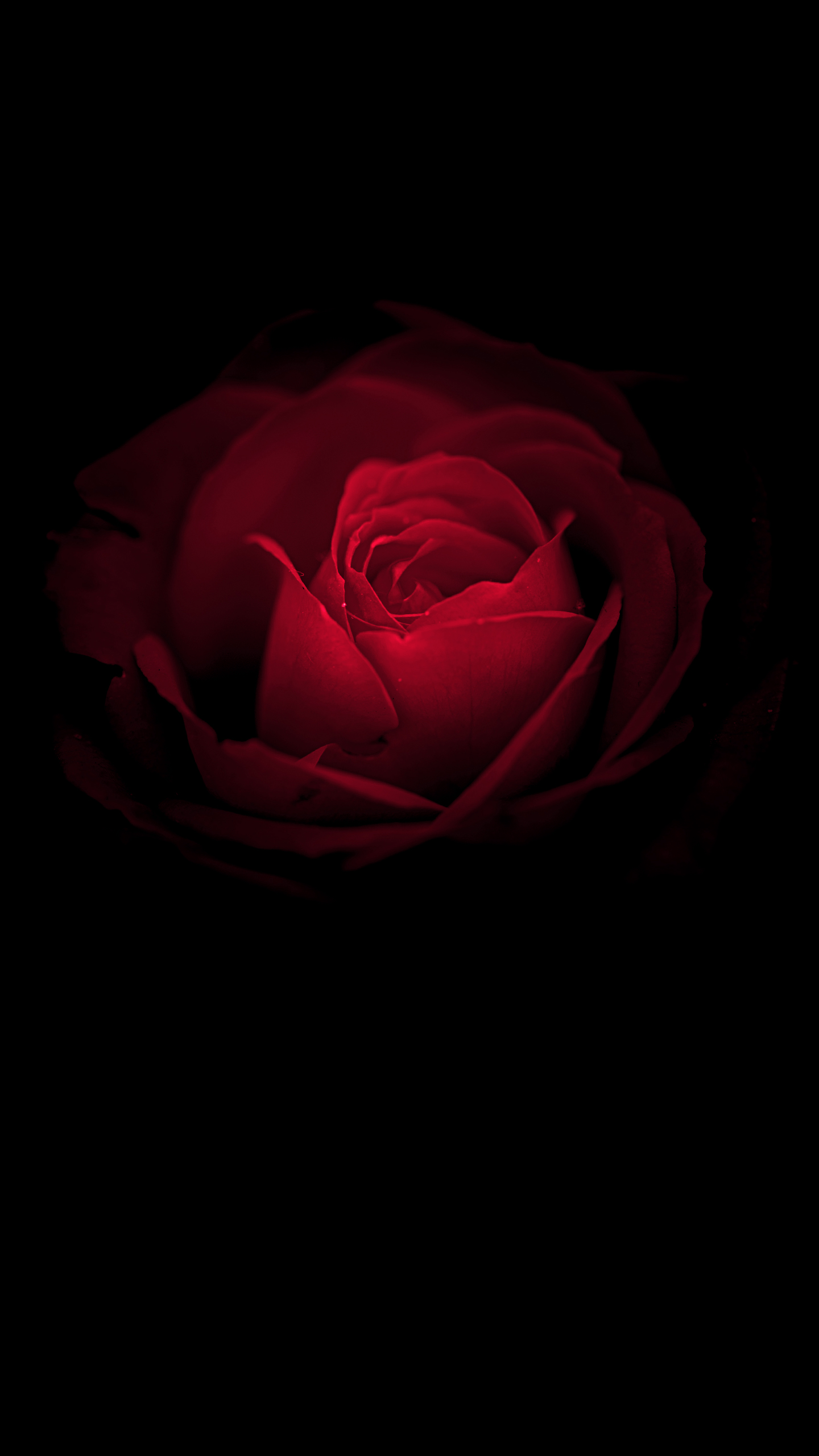 1440x2560 Wallpaper Rose flower, Red Rose, Huawei Mate RS, Porsche Design