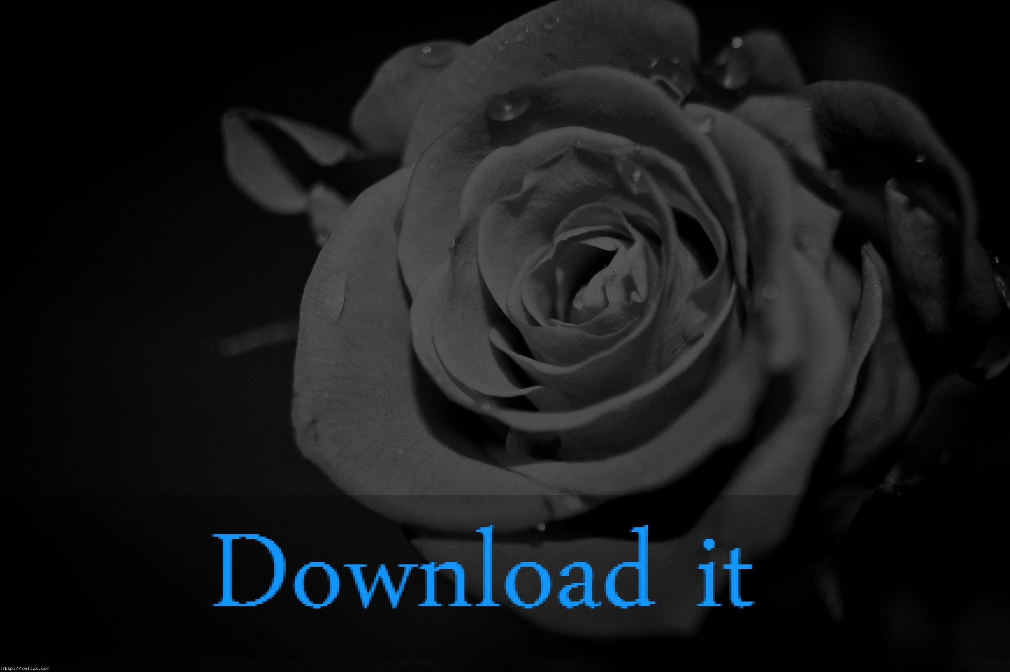 Gray Rose Wallpapers Top Free Gray Rose Backgrounds WallpaperAccess