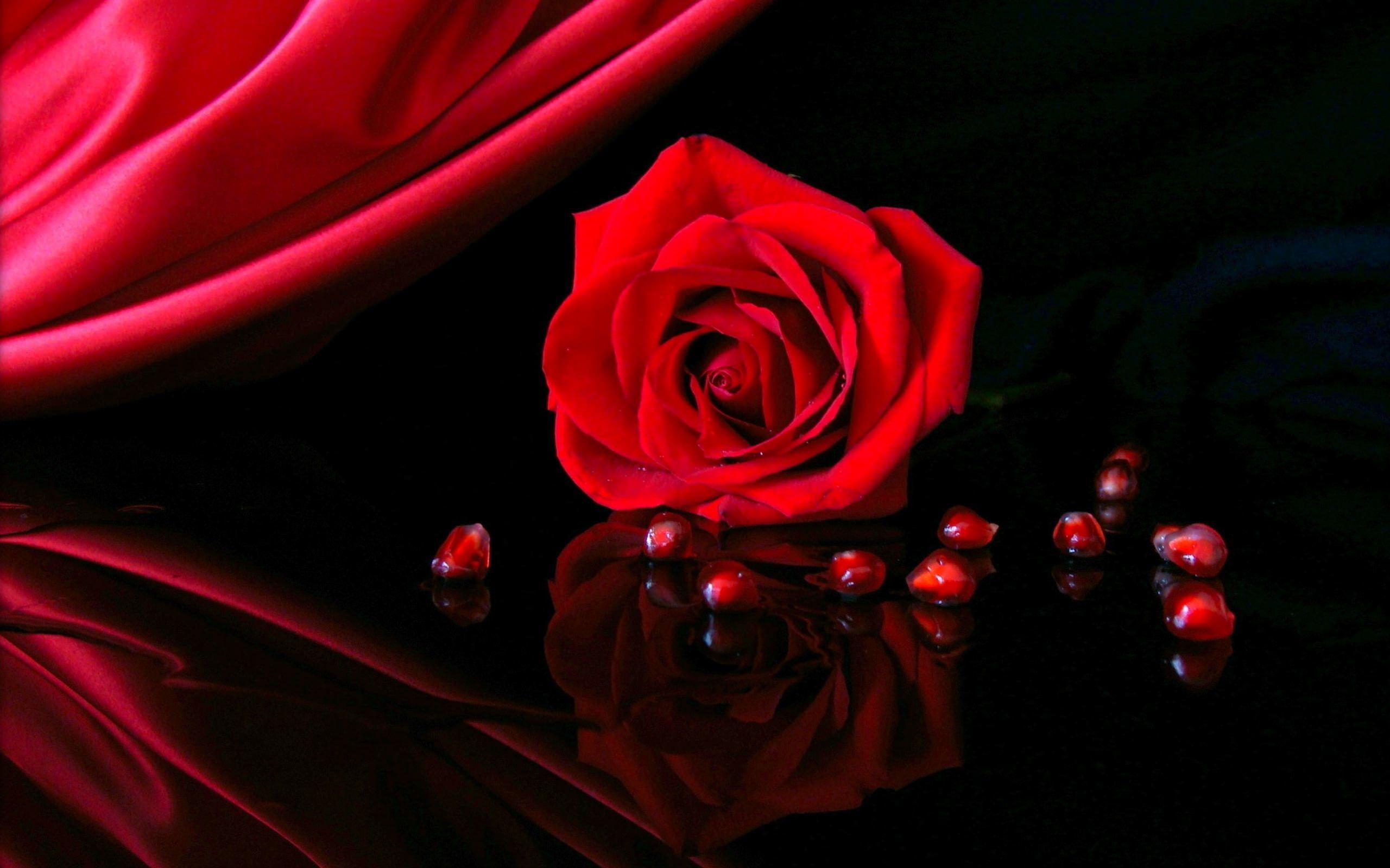 Dark Red Roses Wallpapers - Top Free Dark Red Roses Backgrounds