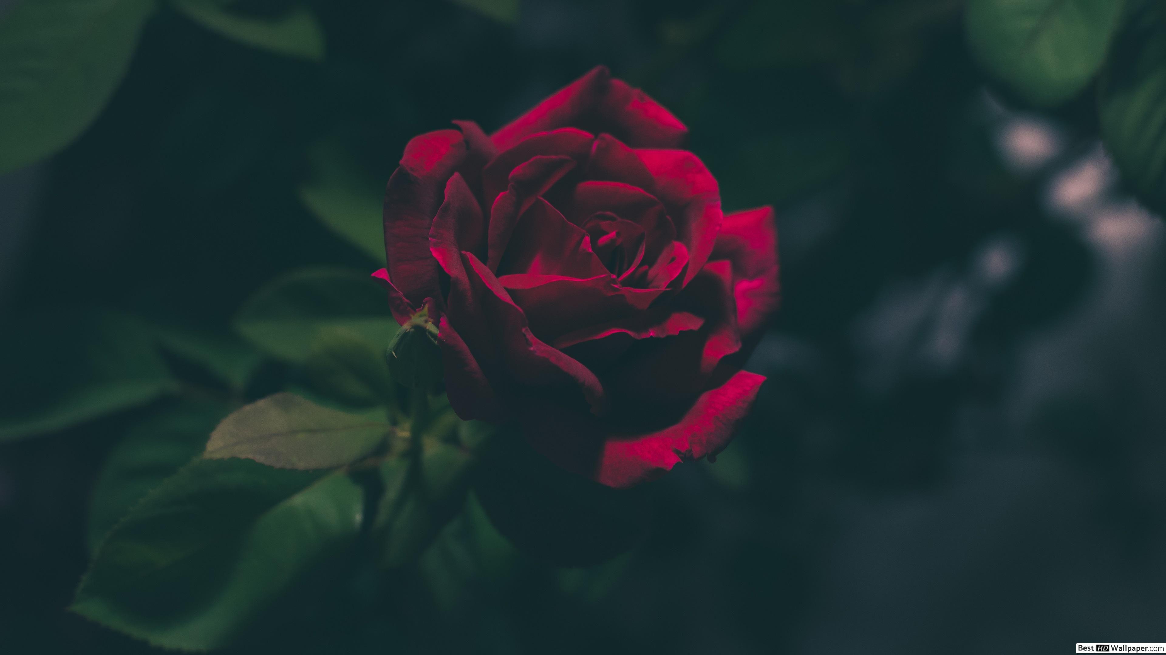 3840x2160 Deep red rose HD wallpaper download