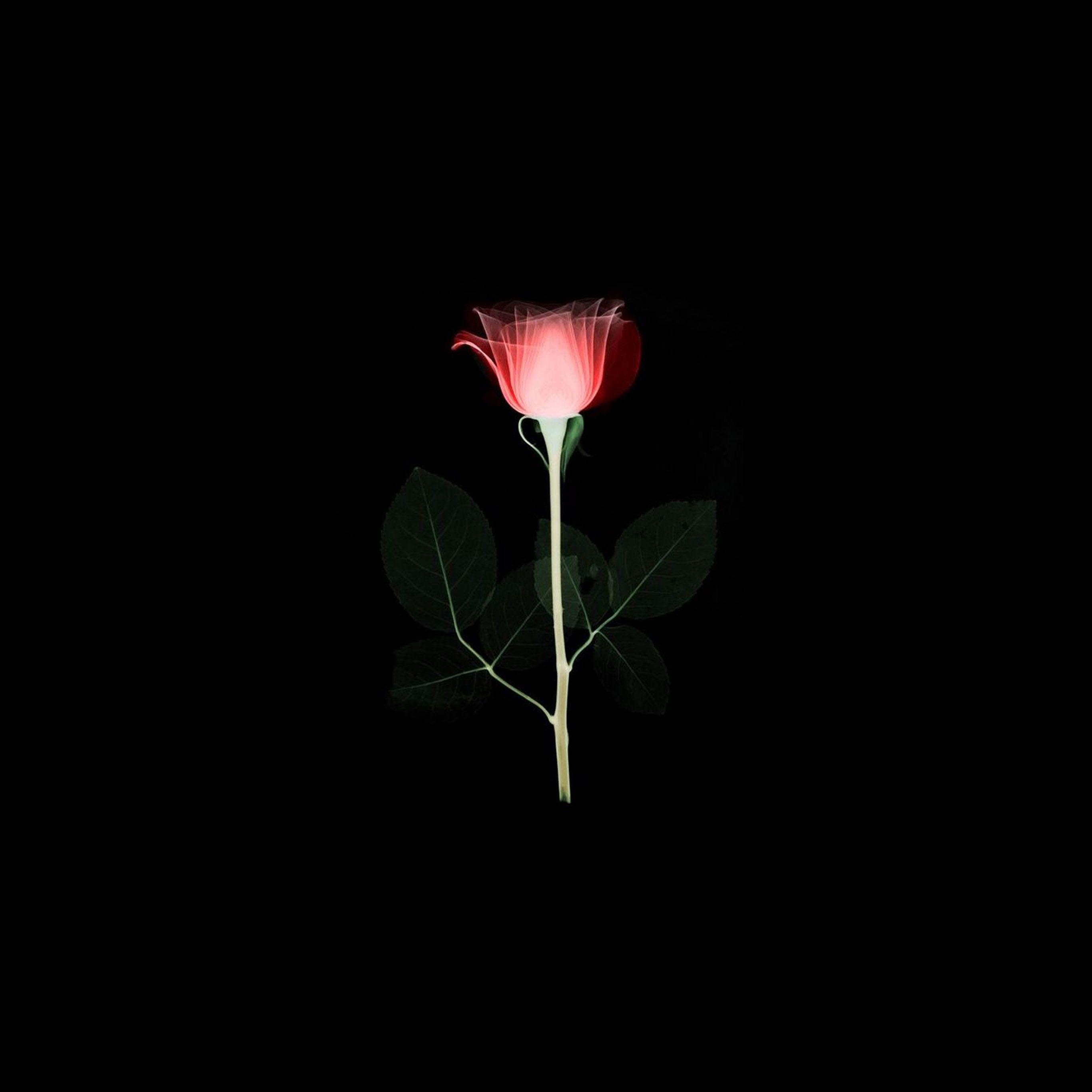 2732x2732 Flower Xray Simple Minimal Red Rose Dark Art Illustration