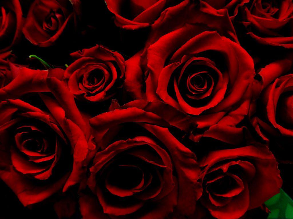 1024x768 Dark Red Rose Wallpaper