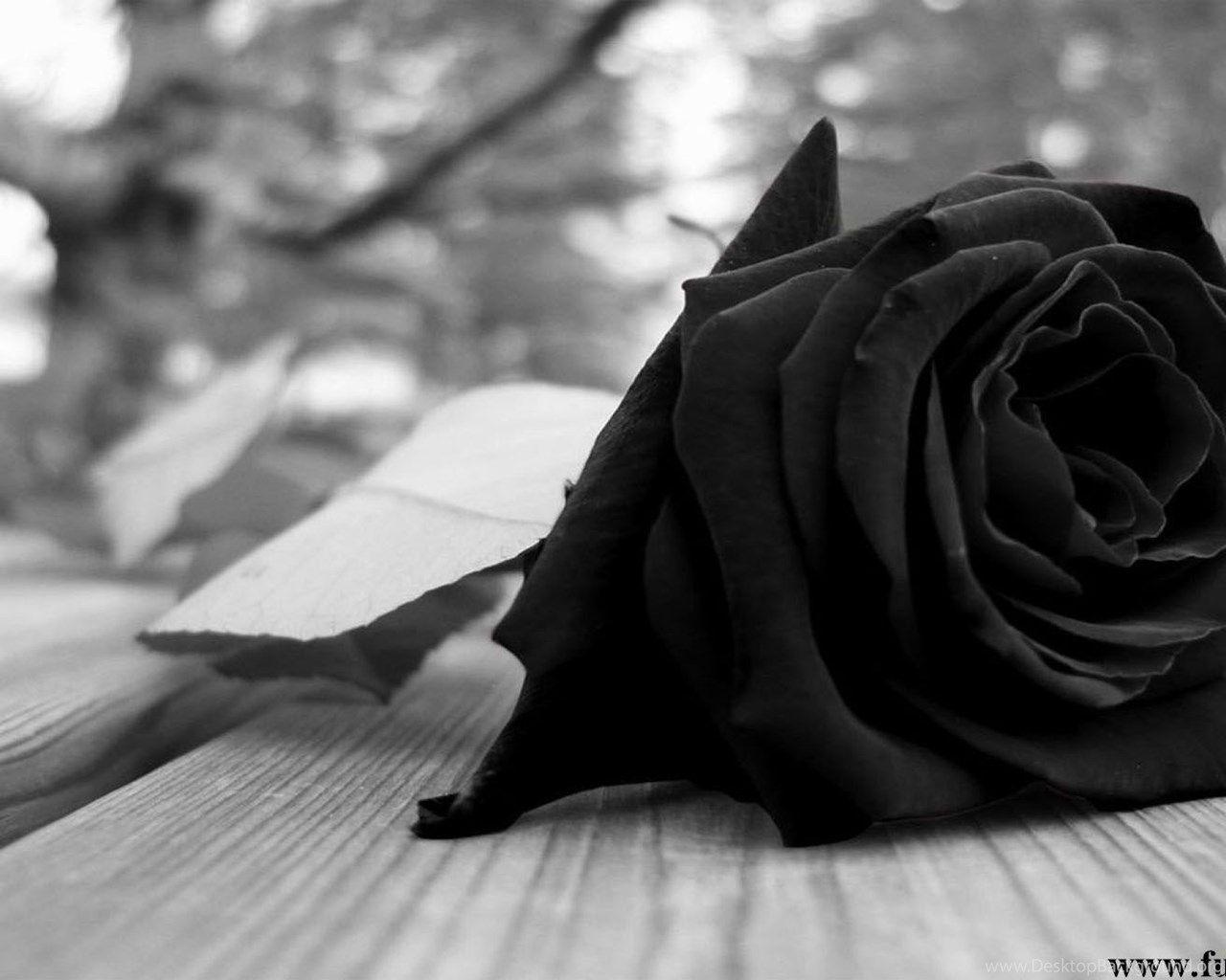 Gray Rose Wallpapers Top Free Gray Rose Backgrounds WallpaperAccess