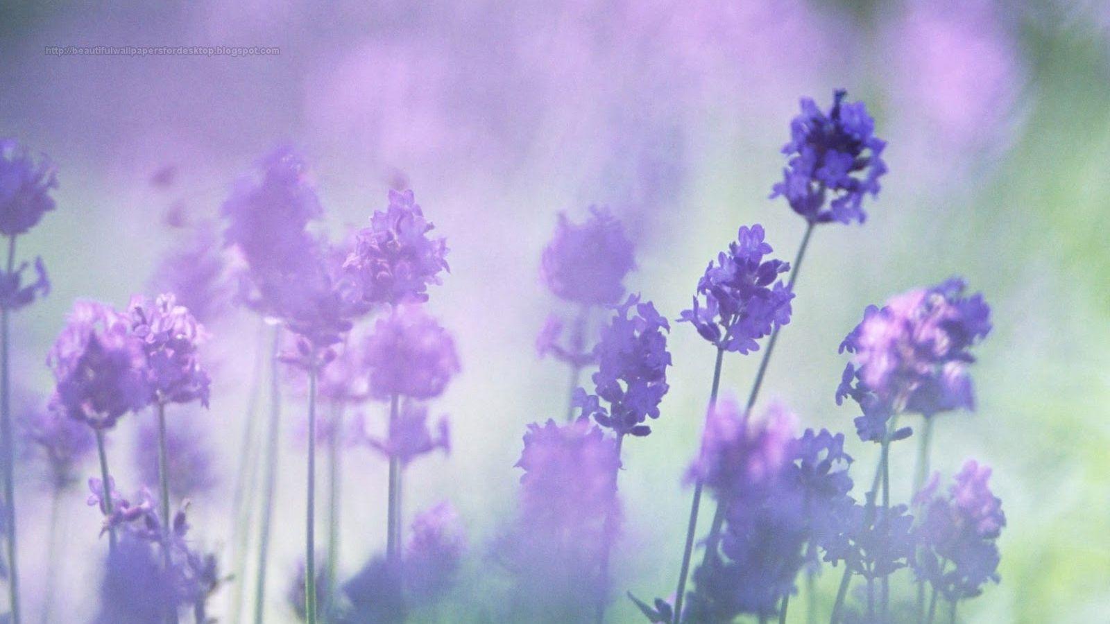 1600x900 Free download Beautiful Wallpaper For Desktop Purple Flowers HD