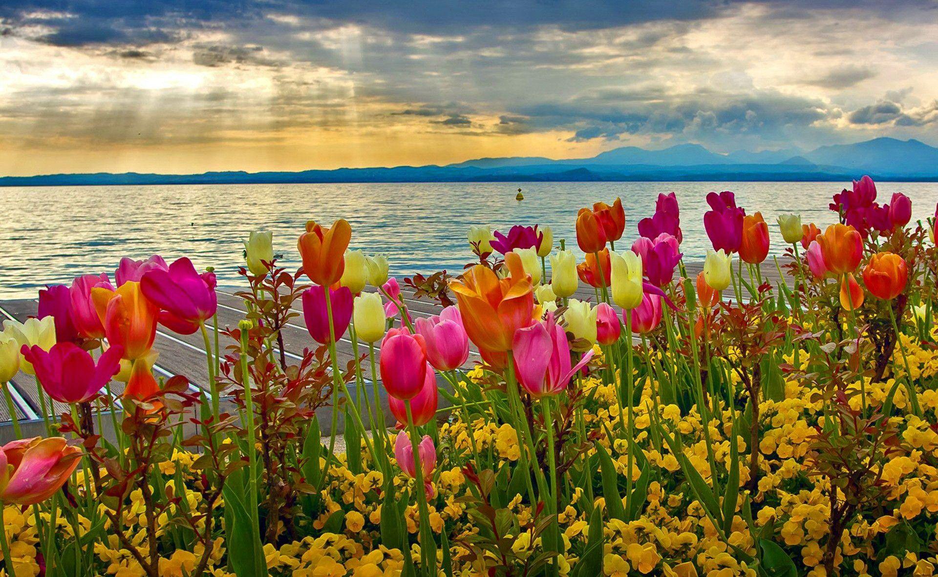1920x1182 Spring Desktop Background