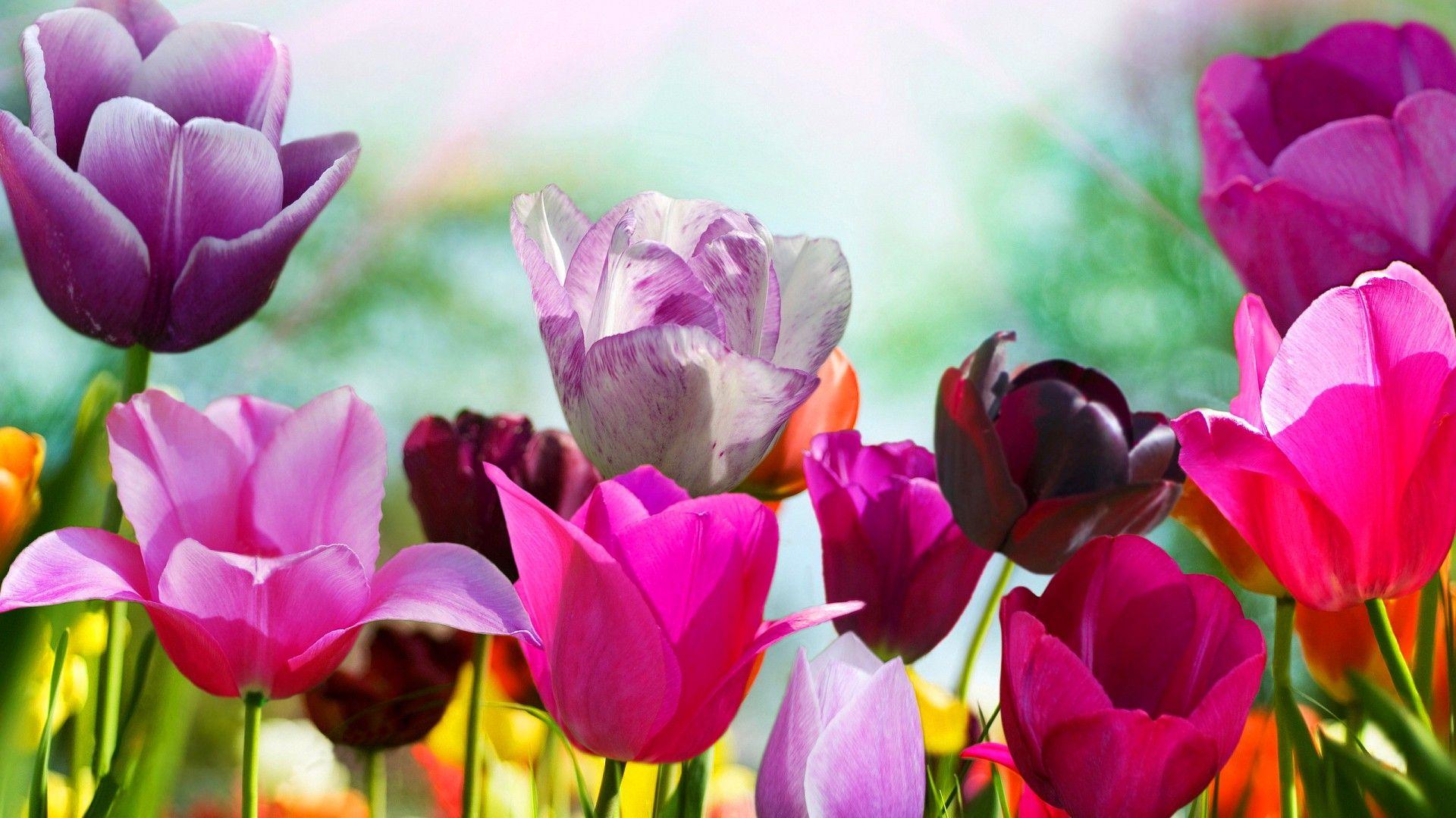 Spring Flowers Desktop Wallpapers - Top Free Spring Flowers Desktop