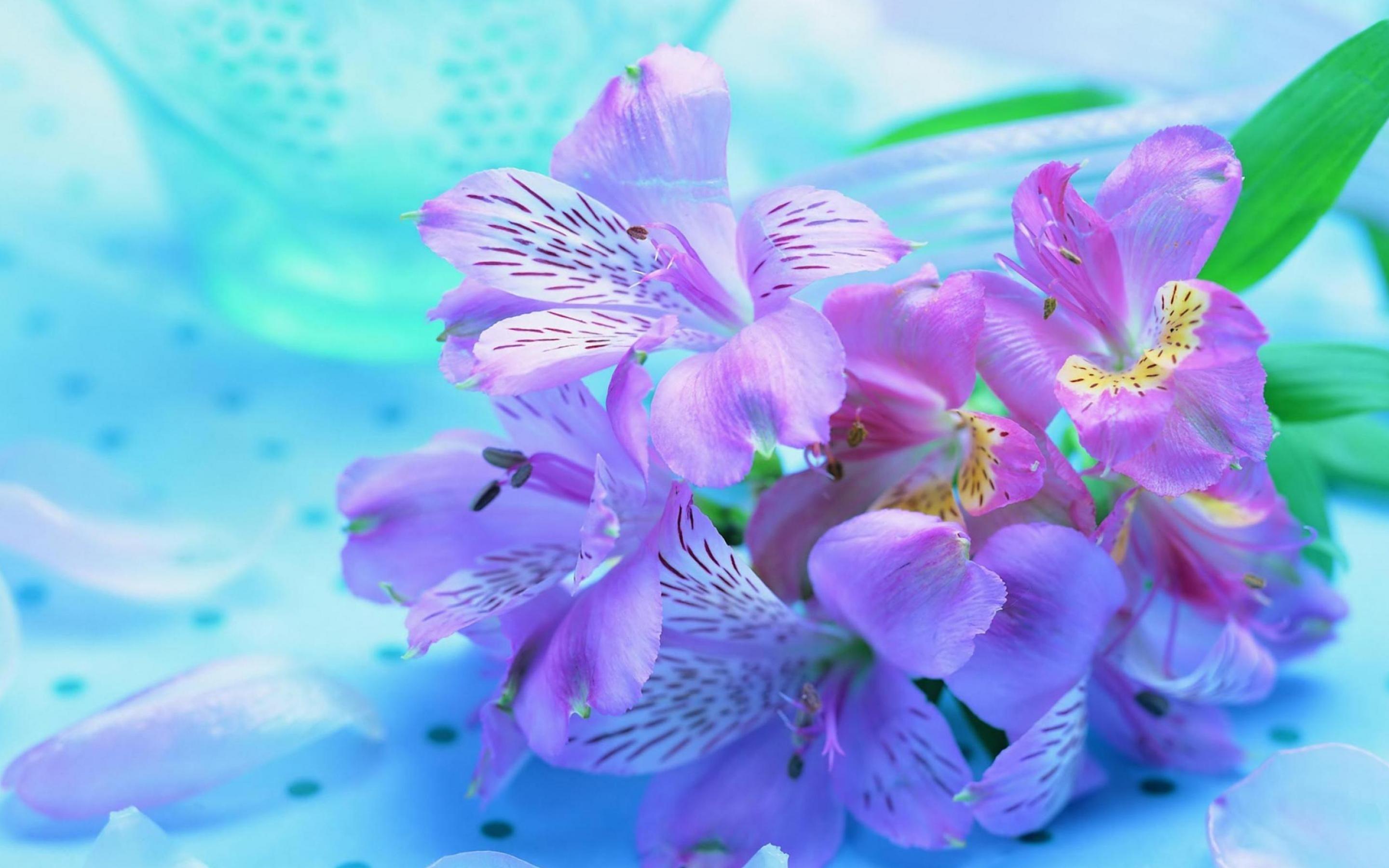 2880x1800 Purple Flower Background