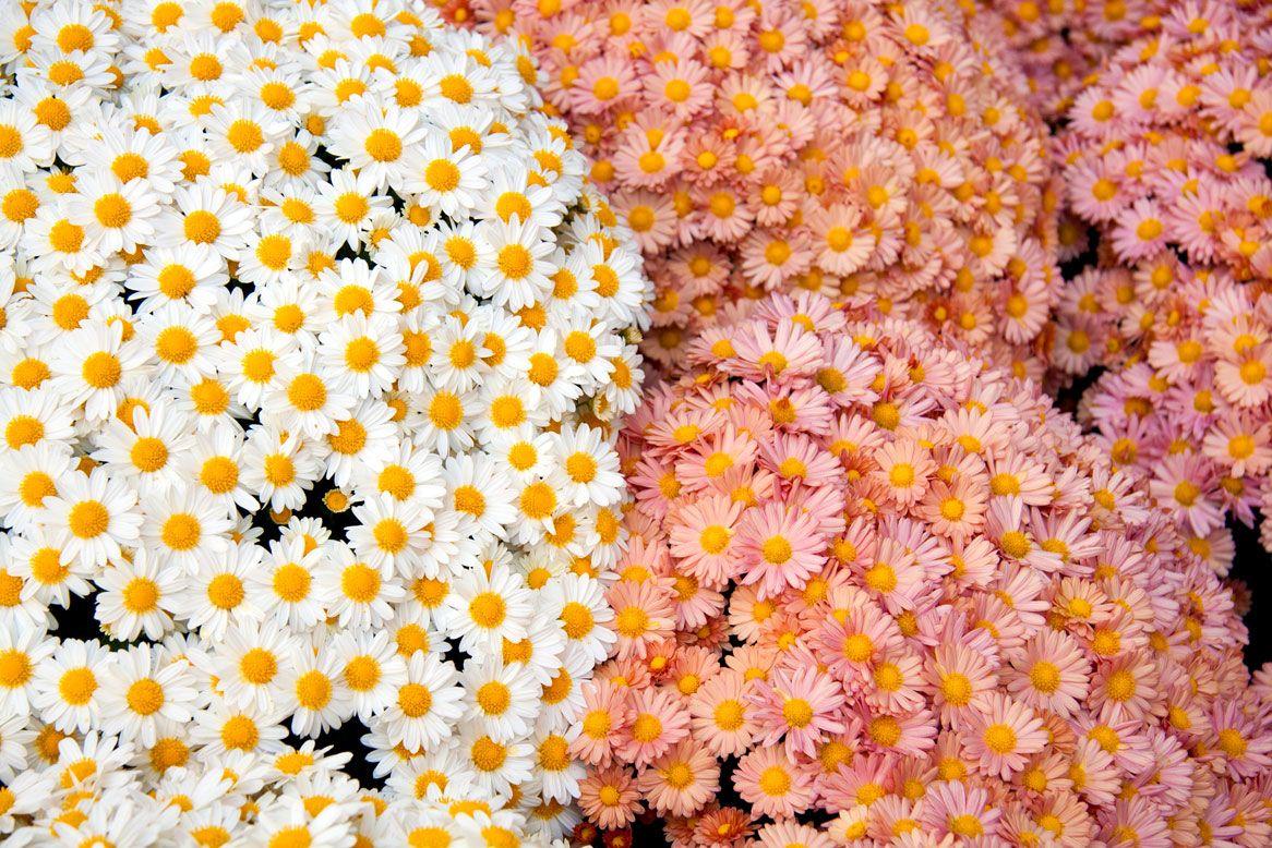 1166x778 Flowers Tumblr