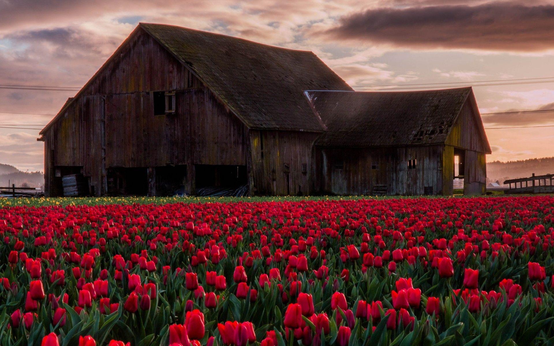 1920x1200 Old Barn Desktop Background