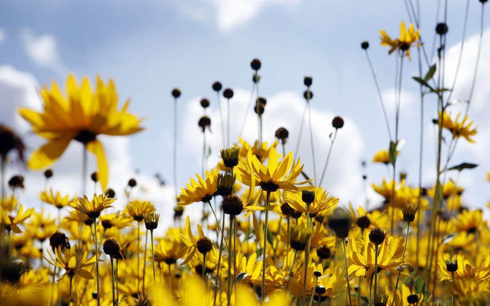 1600x1000 Spring Flowers Background. Spring Flowers Wallpaper, Spring