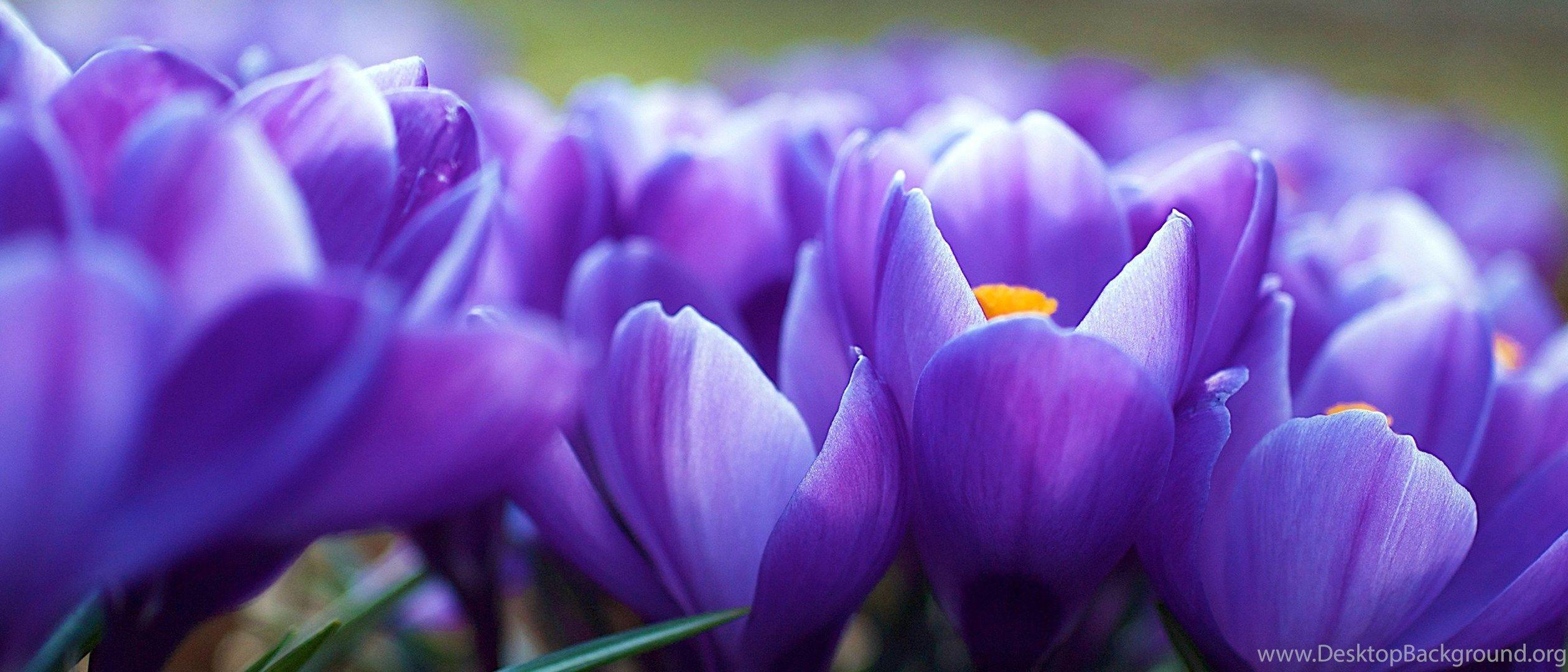 2520x1080 Purple Flower With Drops & You Like This Flower Desktop Wallpaper