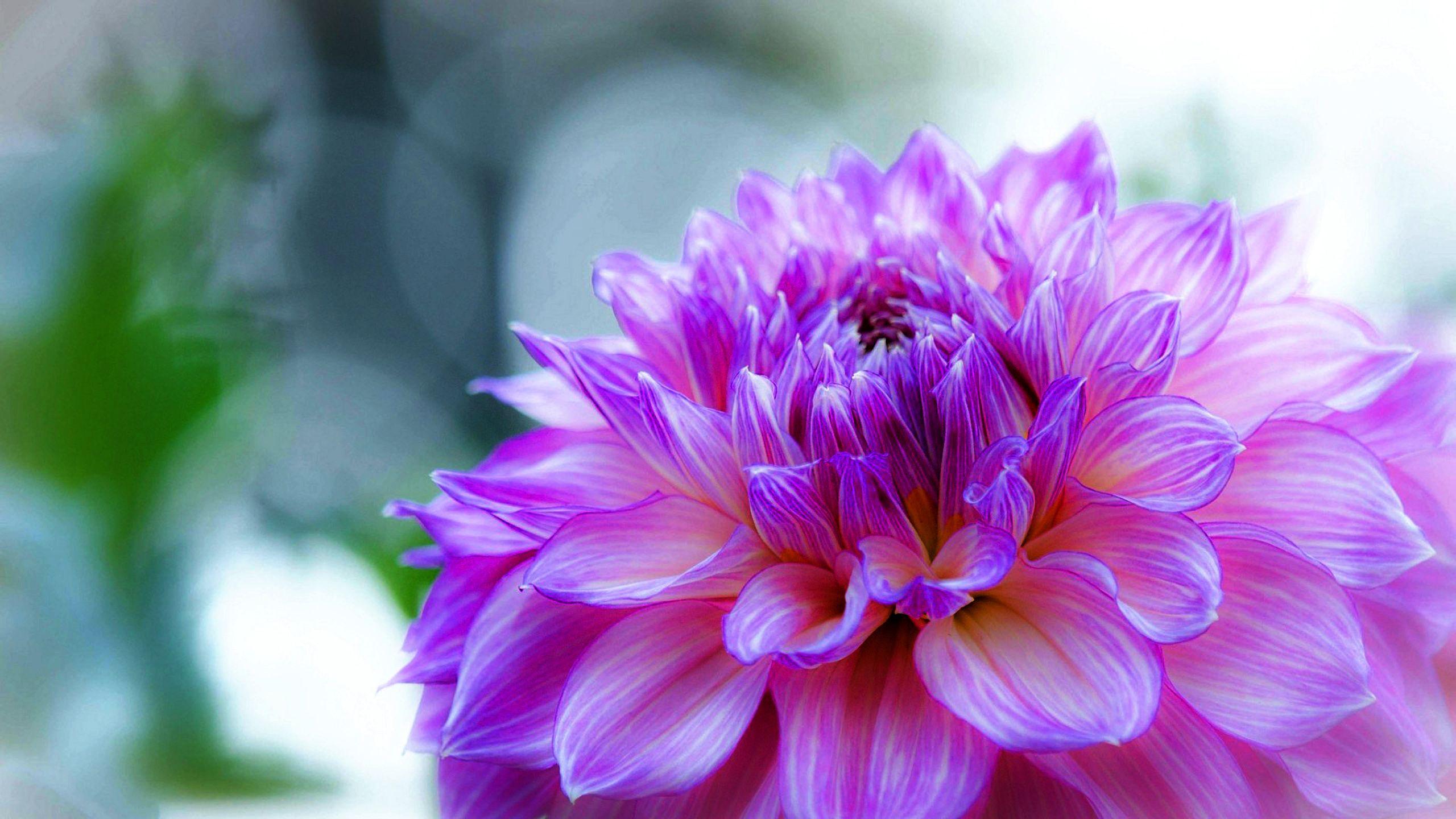 2560x1440 Dahlia Delicate Purple Flower Desktop Wallpaper HD 2560x1440