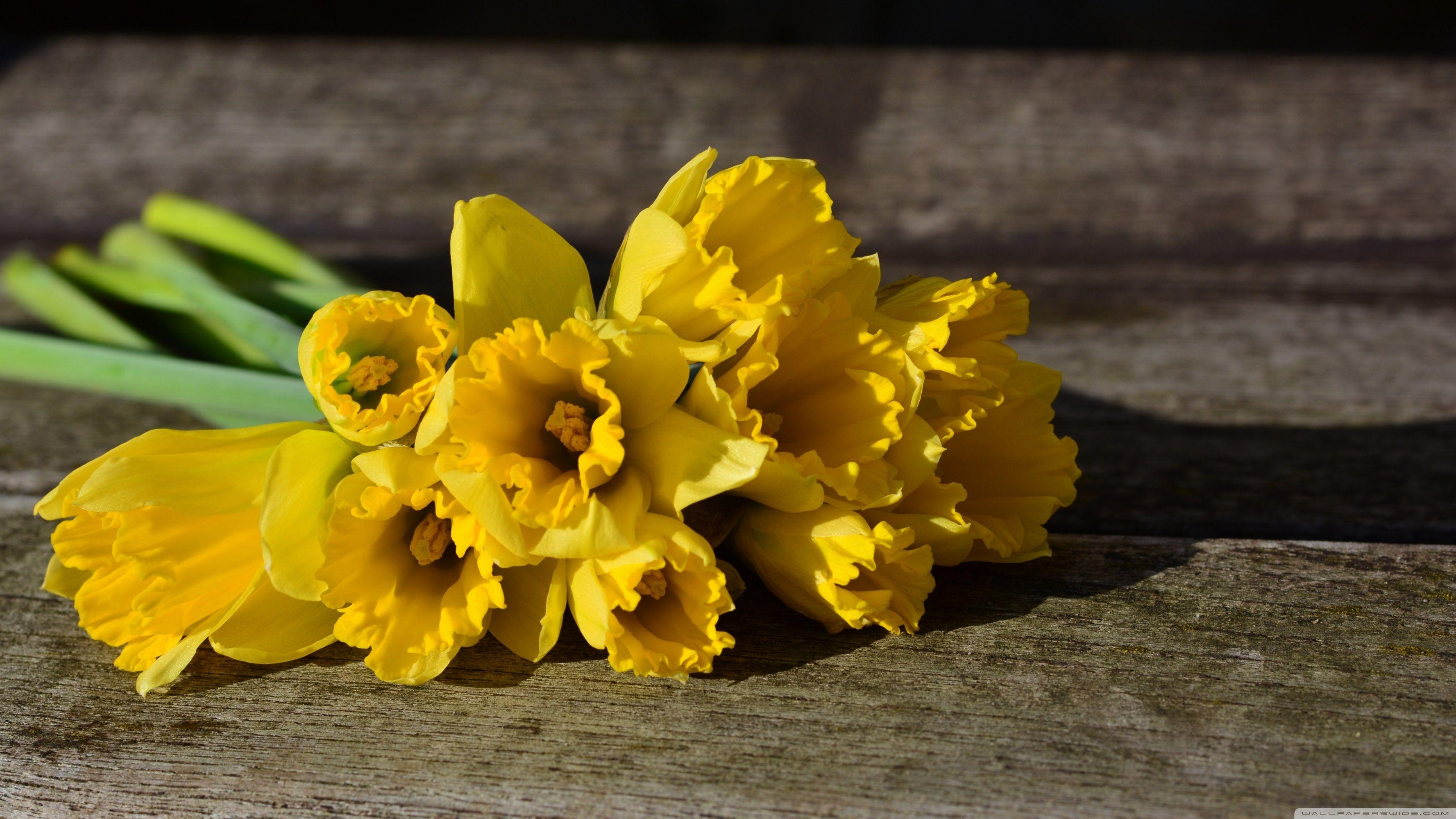 Почему желтый к разлуке. Нарцисс цветок. Yellow Daffodil. Нарцисс цветок желтый. Нарциссы букет.