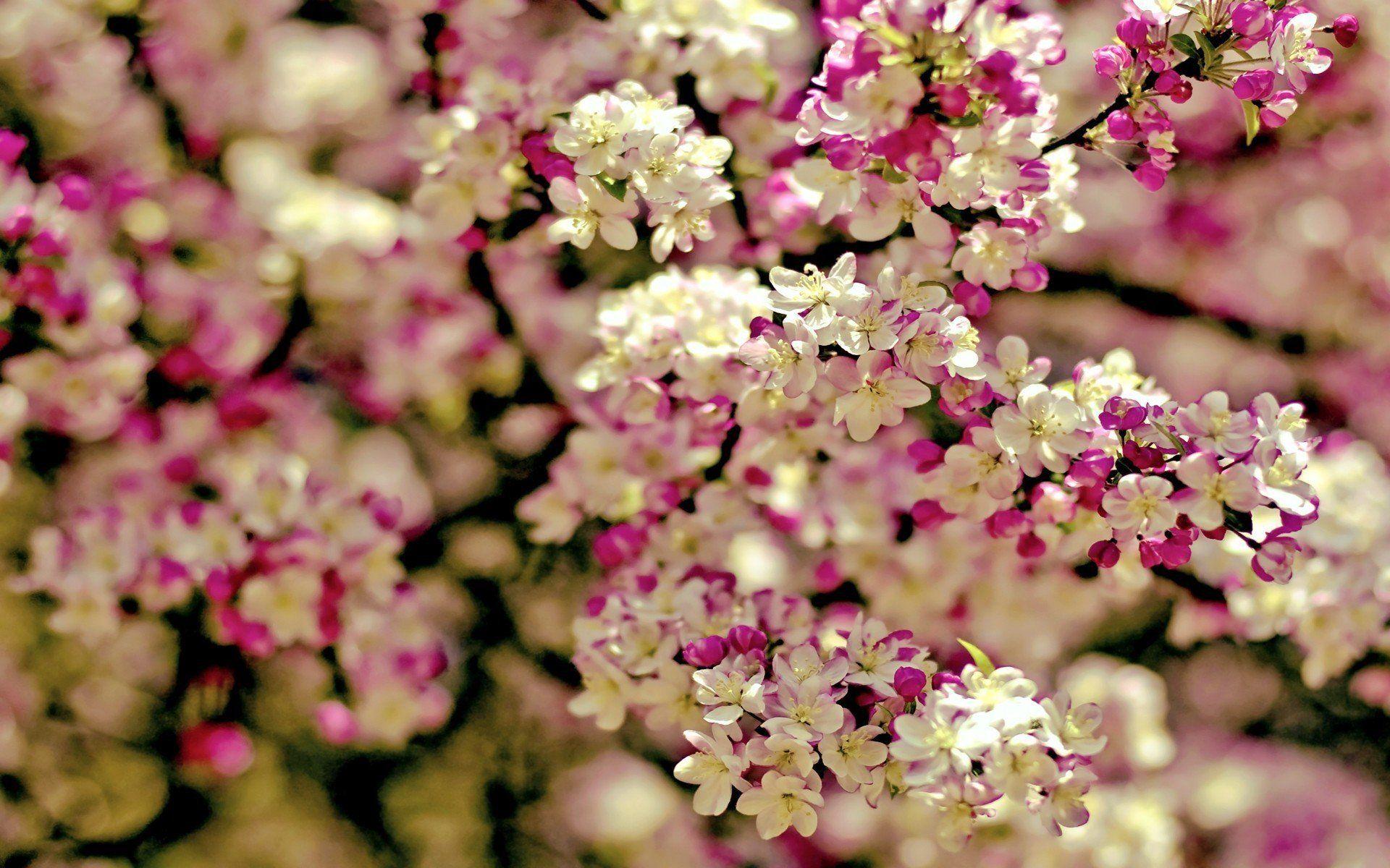 1920x1200 Tired of winter? Get ready for spring with these 48 HD wallpaper