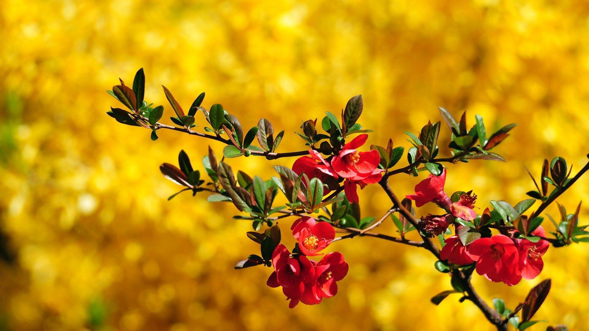 1920x1080 Spring Flowers Desktop Wallpaper & Photo, New Background