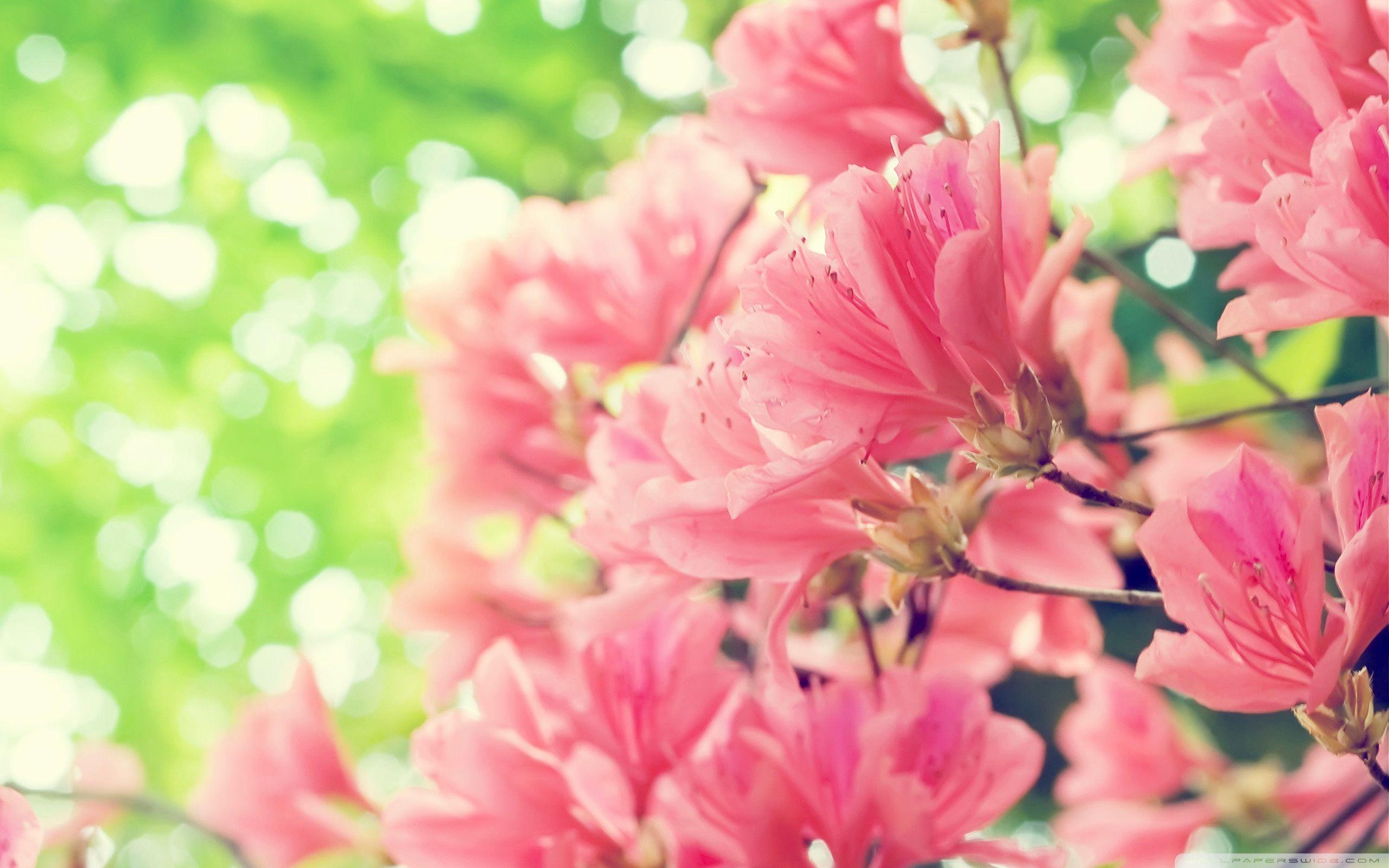 2560x1600 Spring Flowers Desktop Background