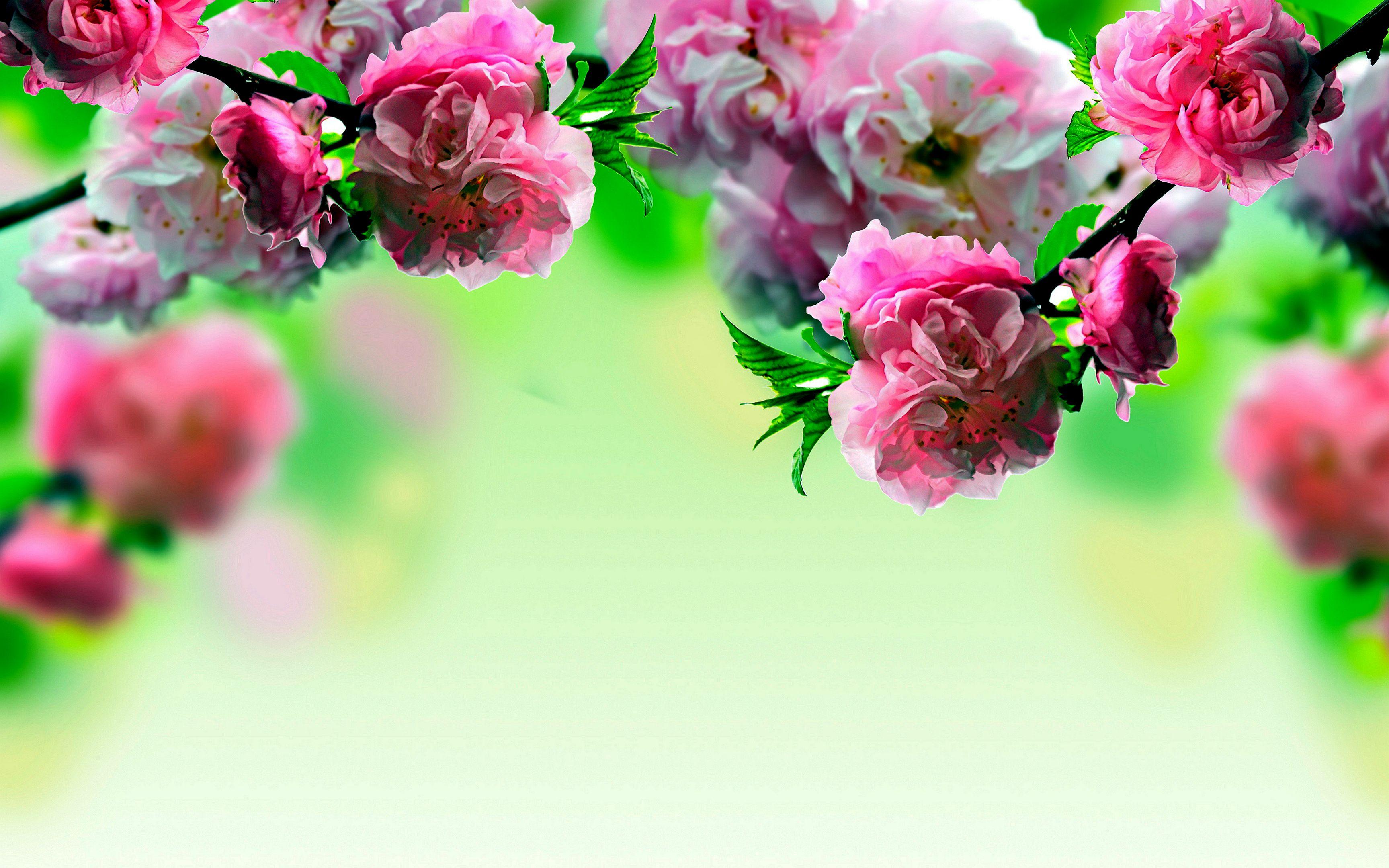 3456x2160 Free download Spring Flowers Wallpaper 38 Spring Flowers HD